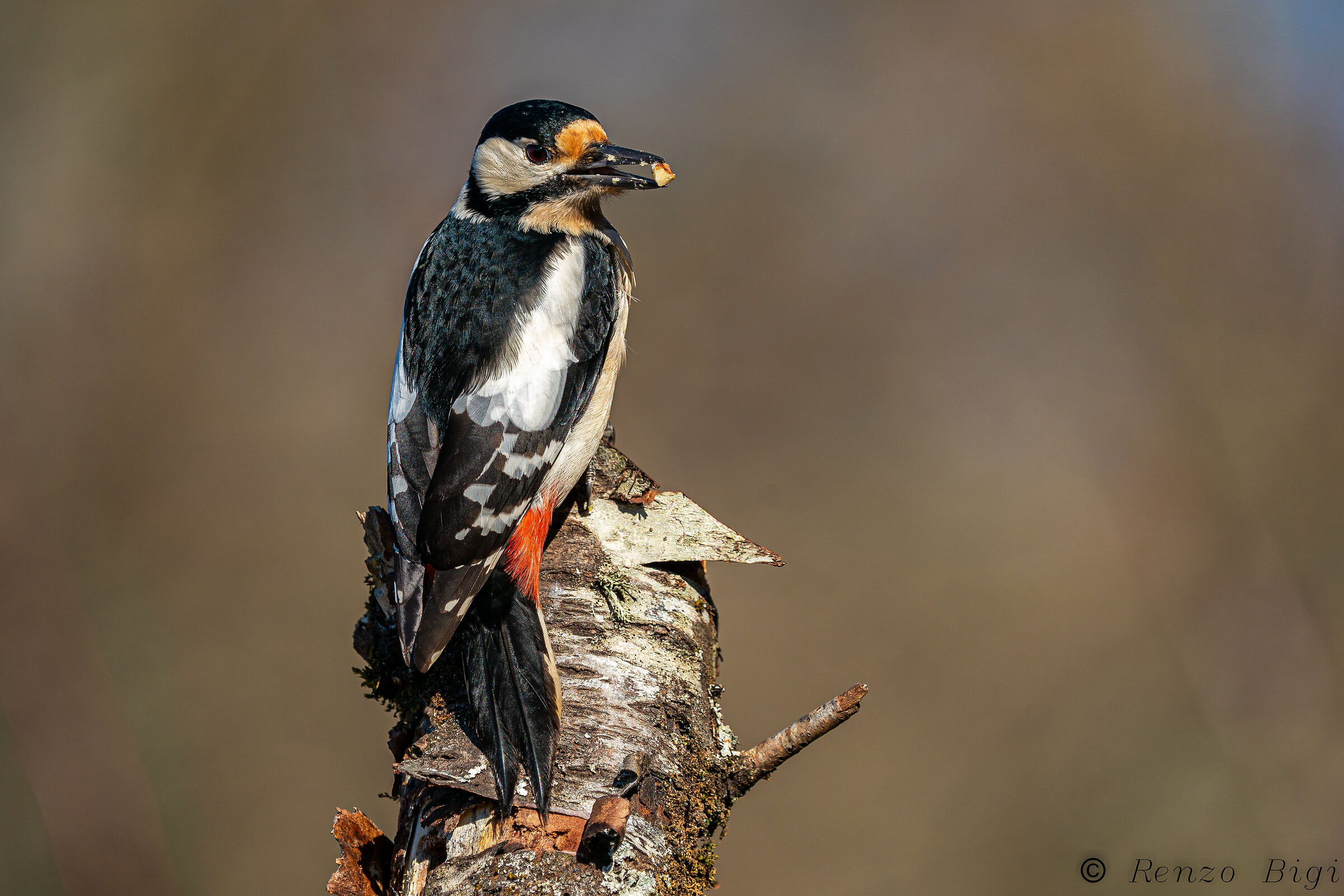 Picchio rosso maggiore