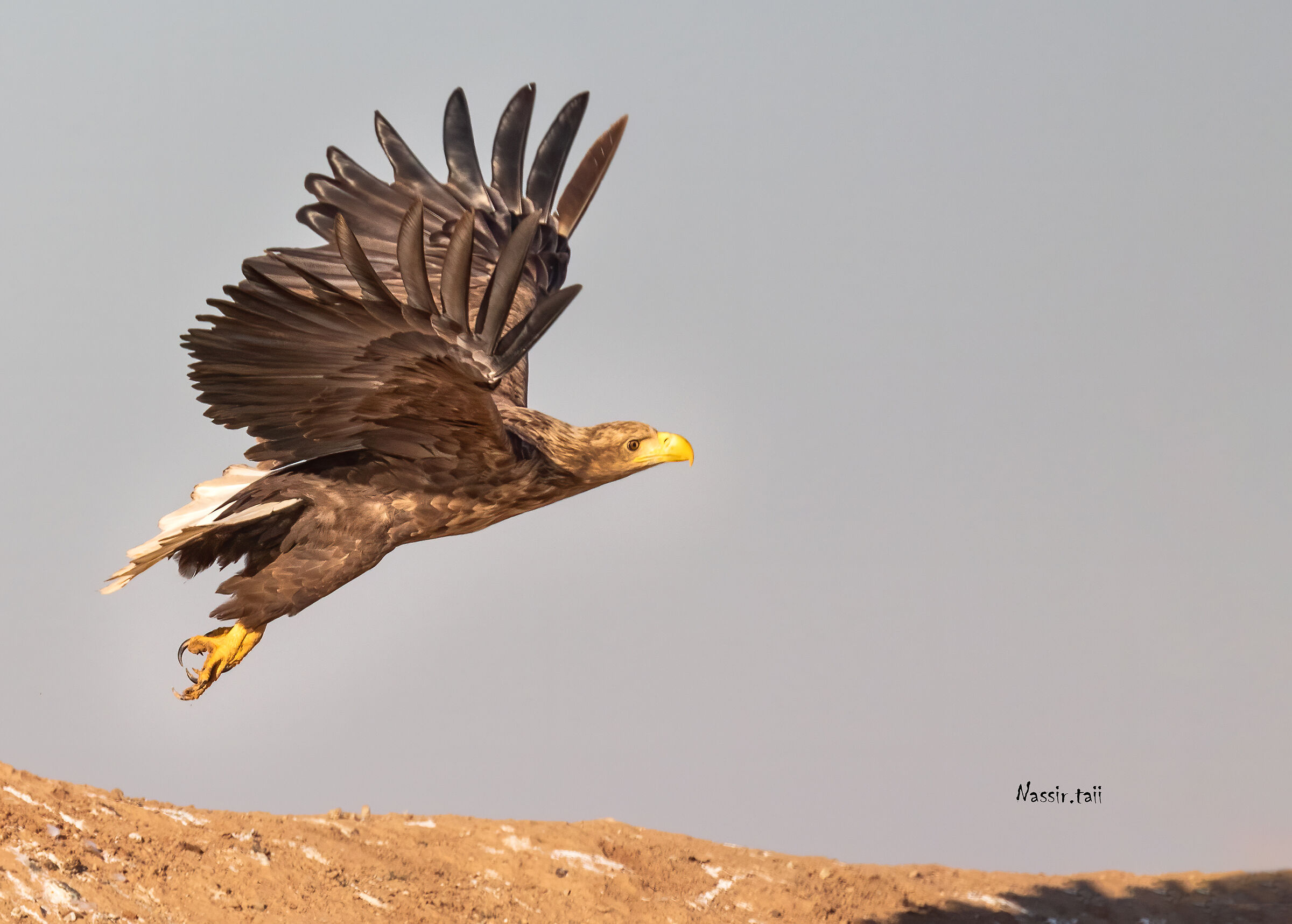 Aquila dalla coda bianca