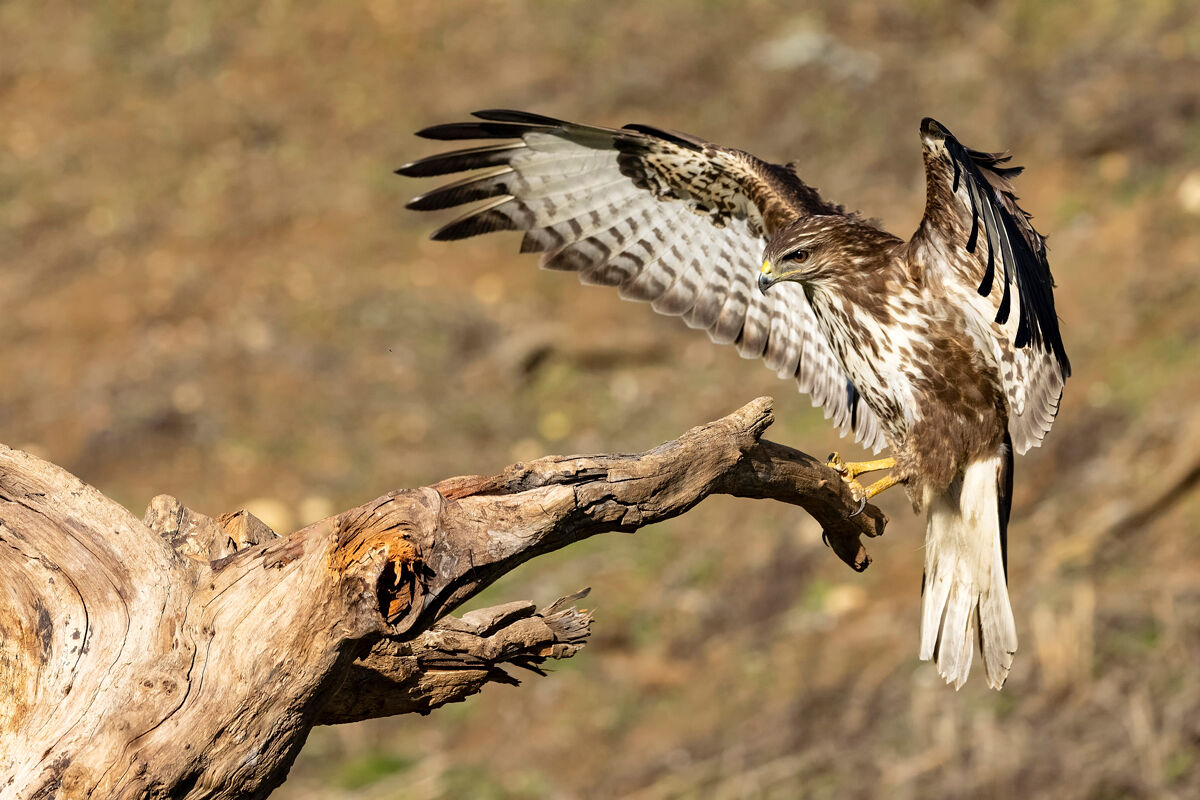 Buzzard landing