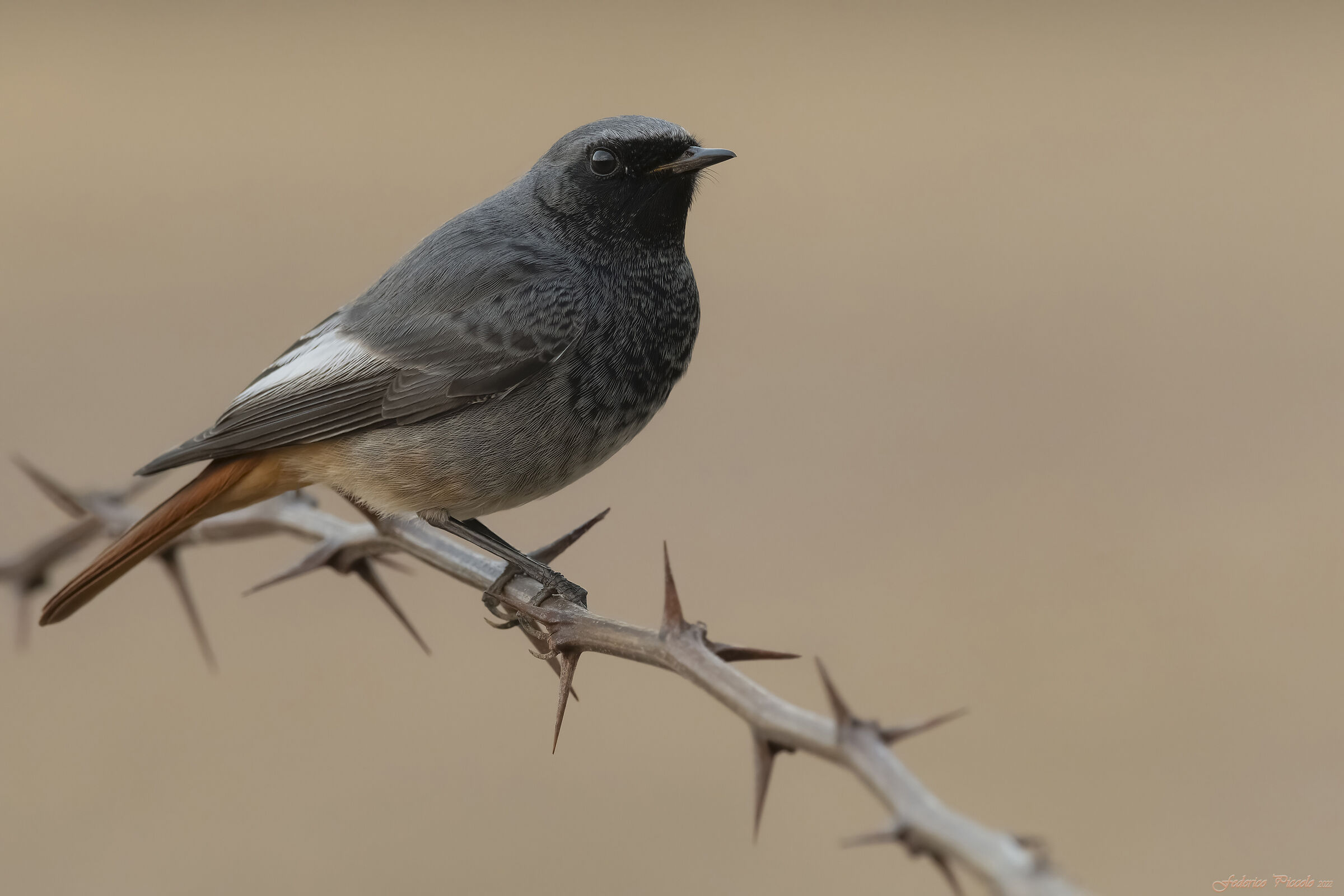 Codirosso spazzacamino