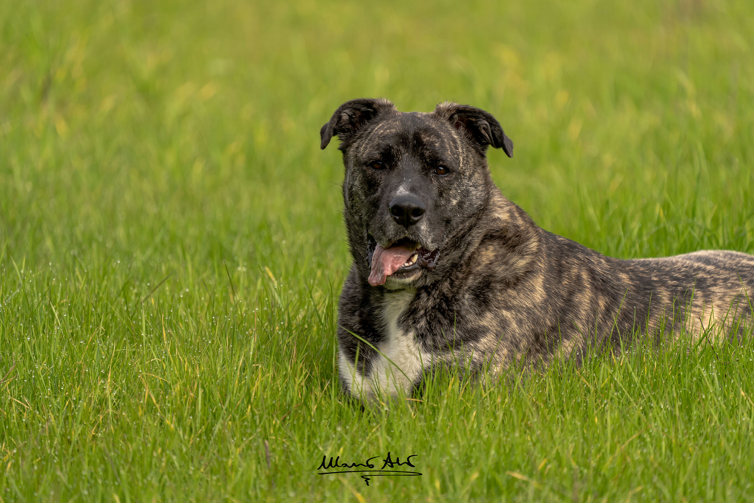 Atena