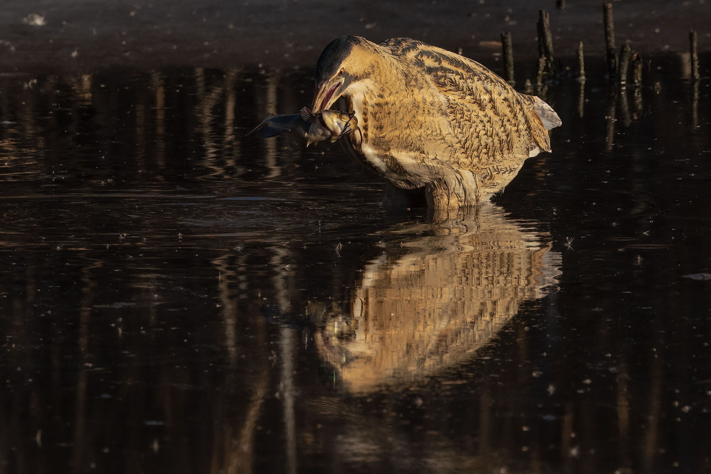 the lunch of the bittern ...