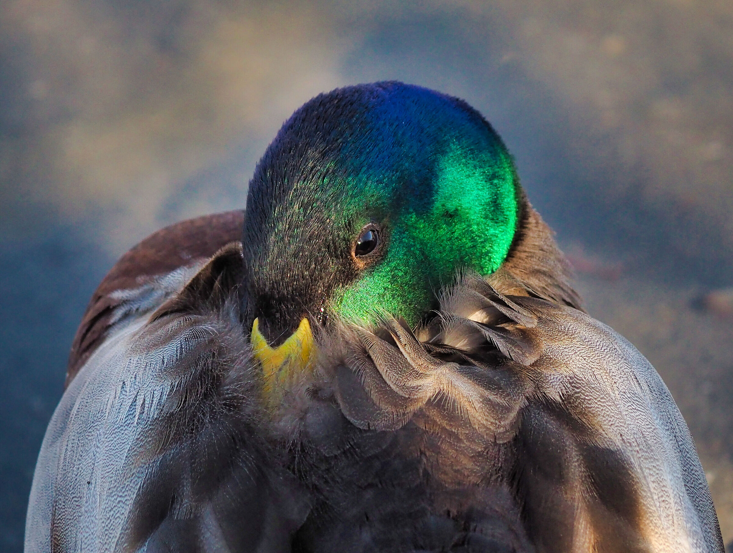 Germano reale maschio, ritratto