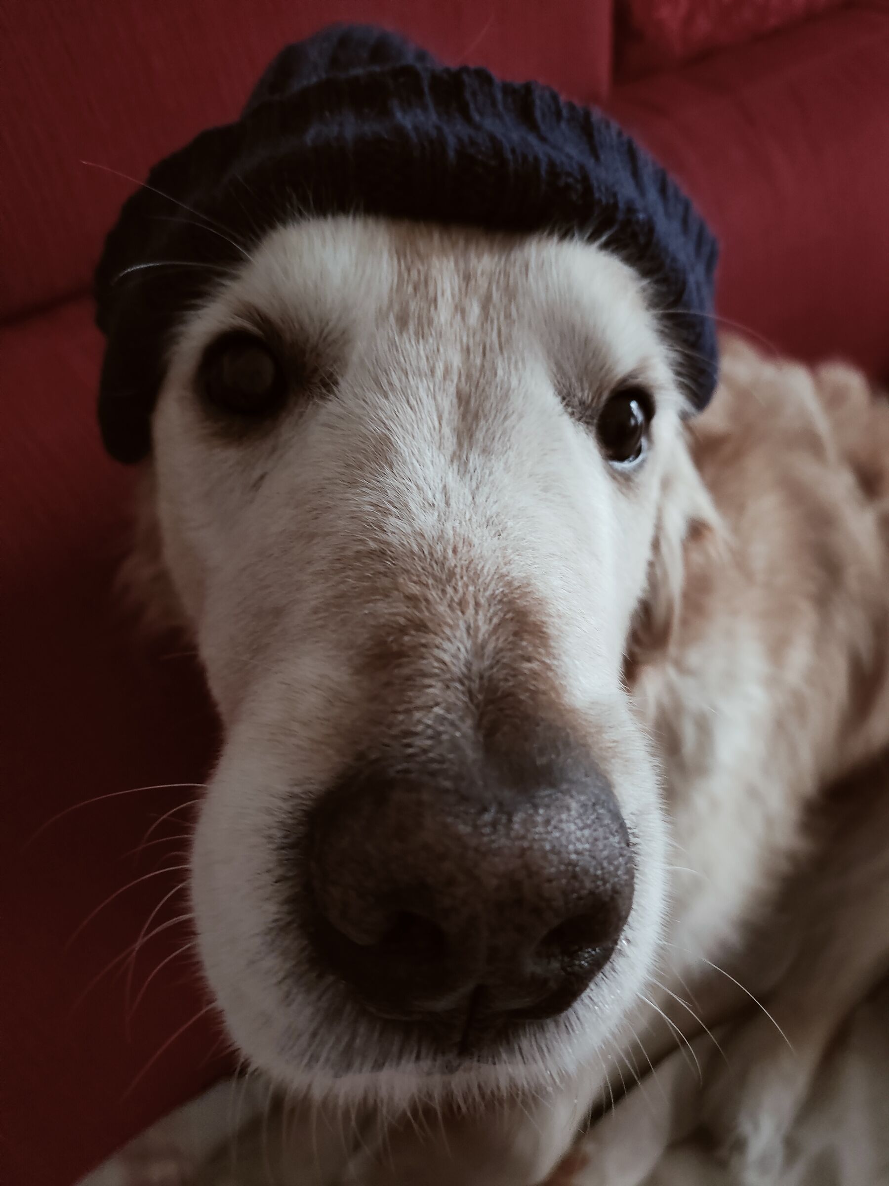 Sailor from ... truffle