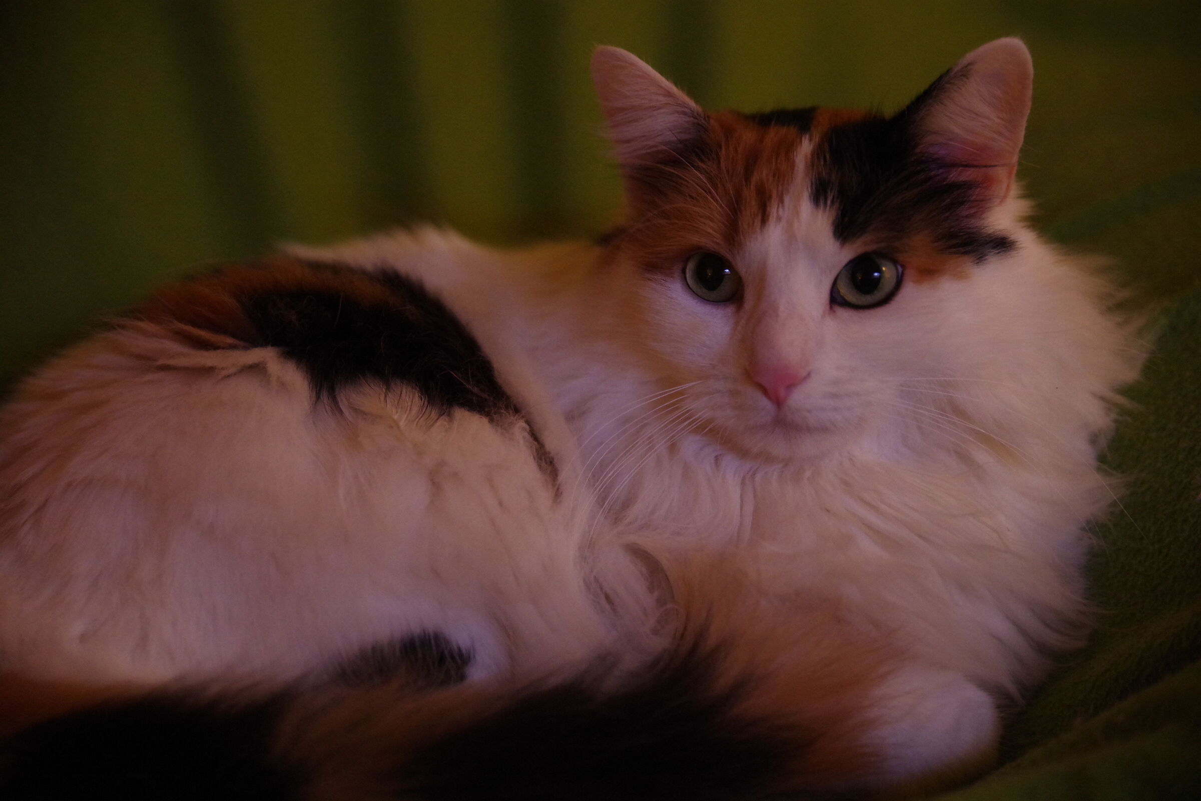 Monchery sul suo divano preferito