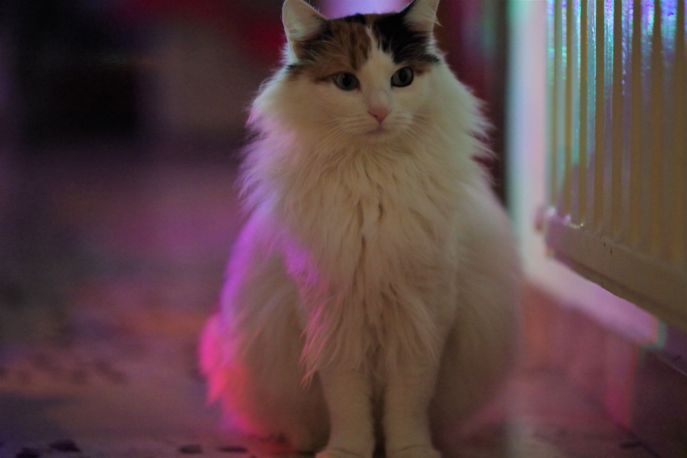 Monchery warms up at the radiator