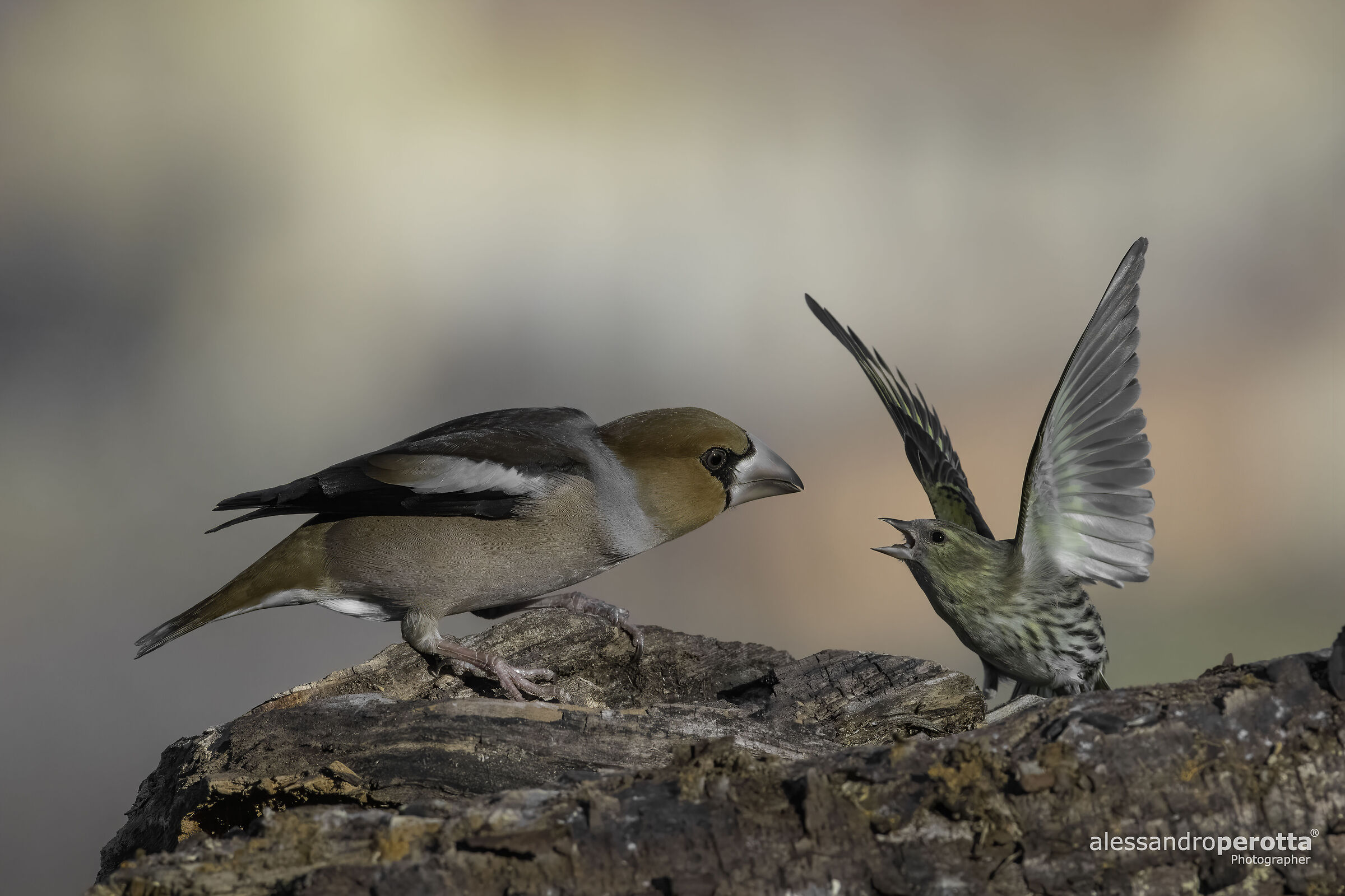 Spinus spinus & Coccothraustes coccothraustes
