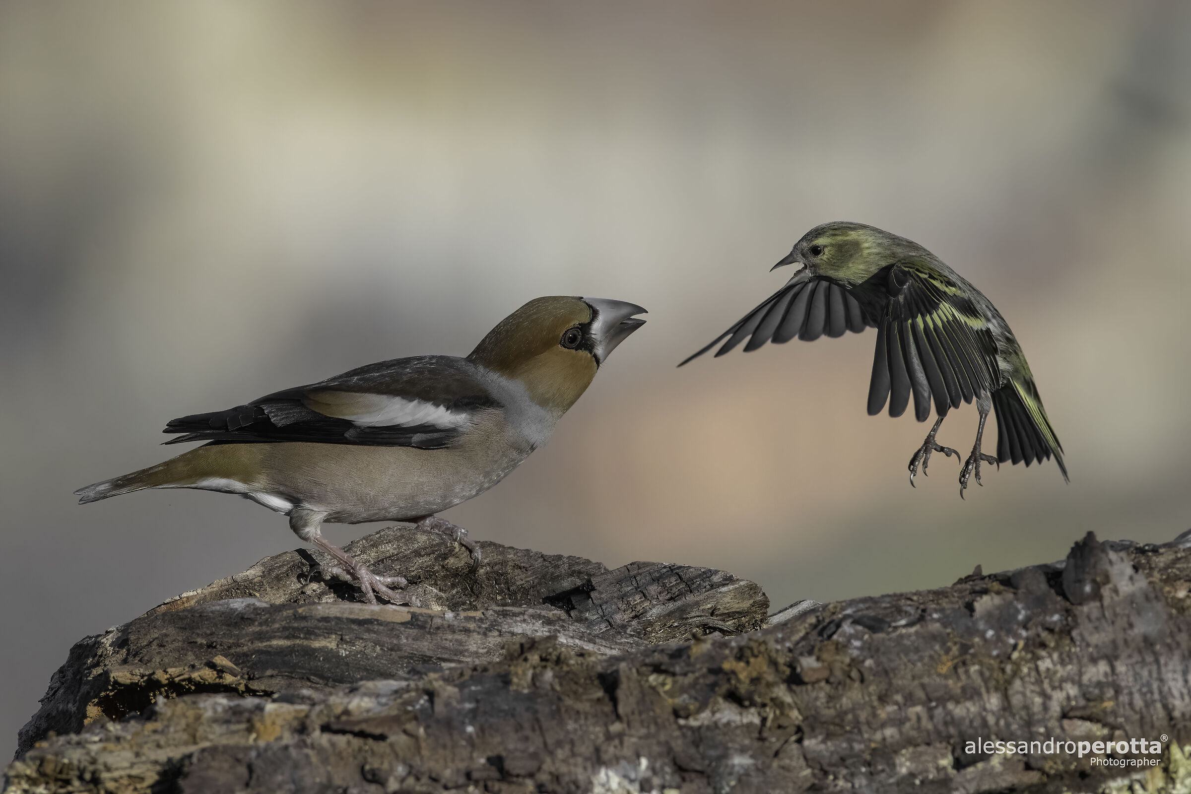 Spinus spinus & Coccothraustes coccothraustes