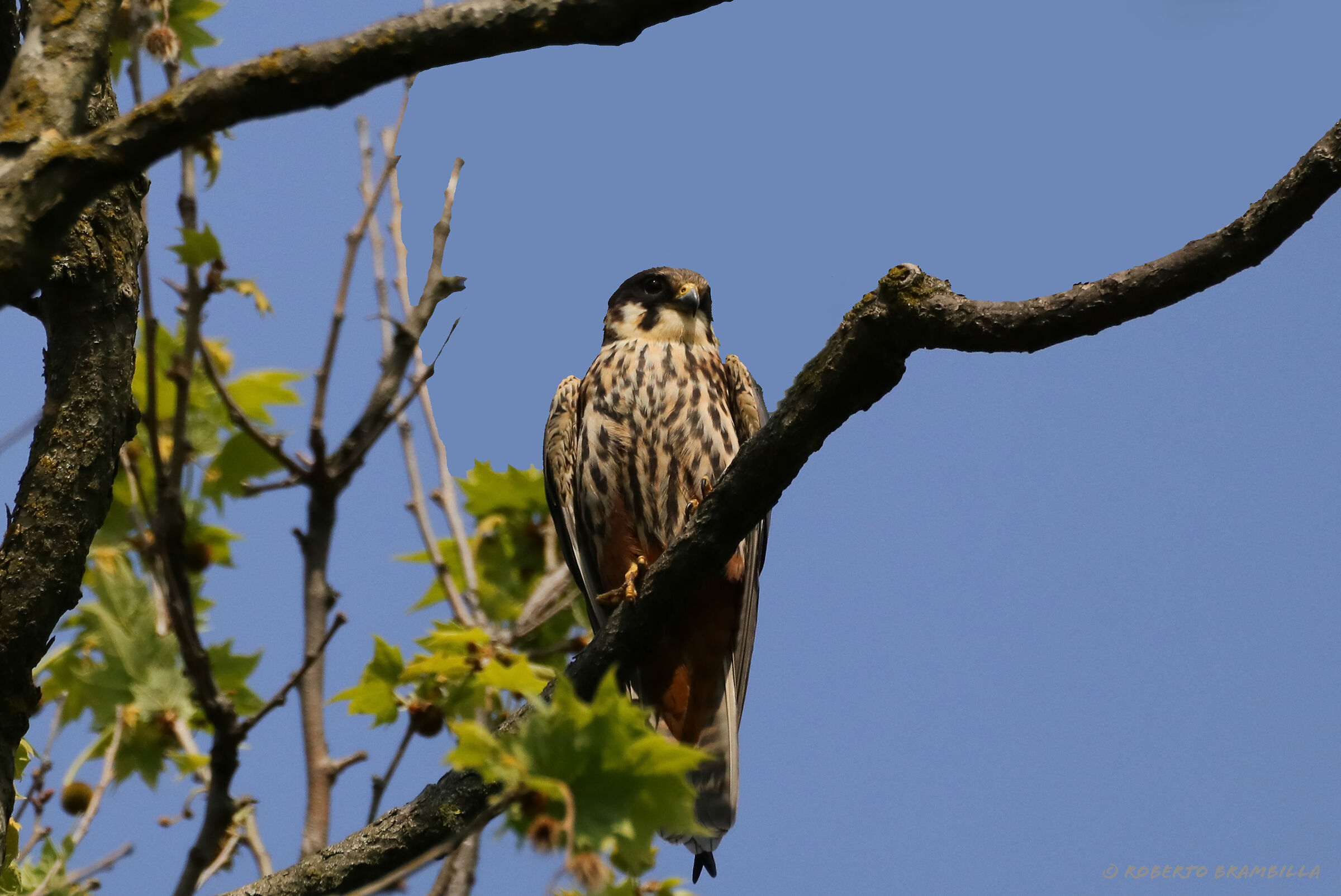 Eurasian hobby