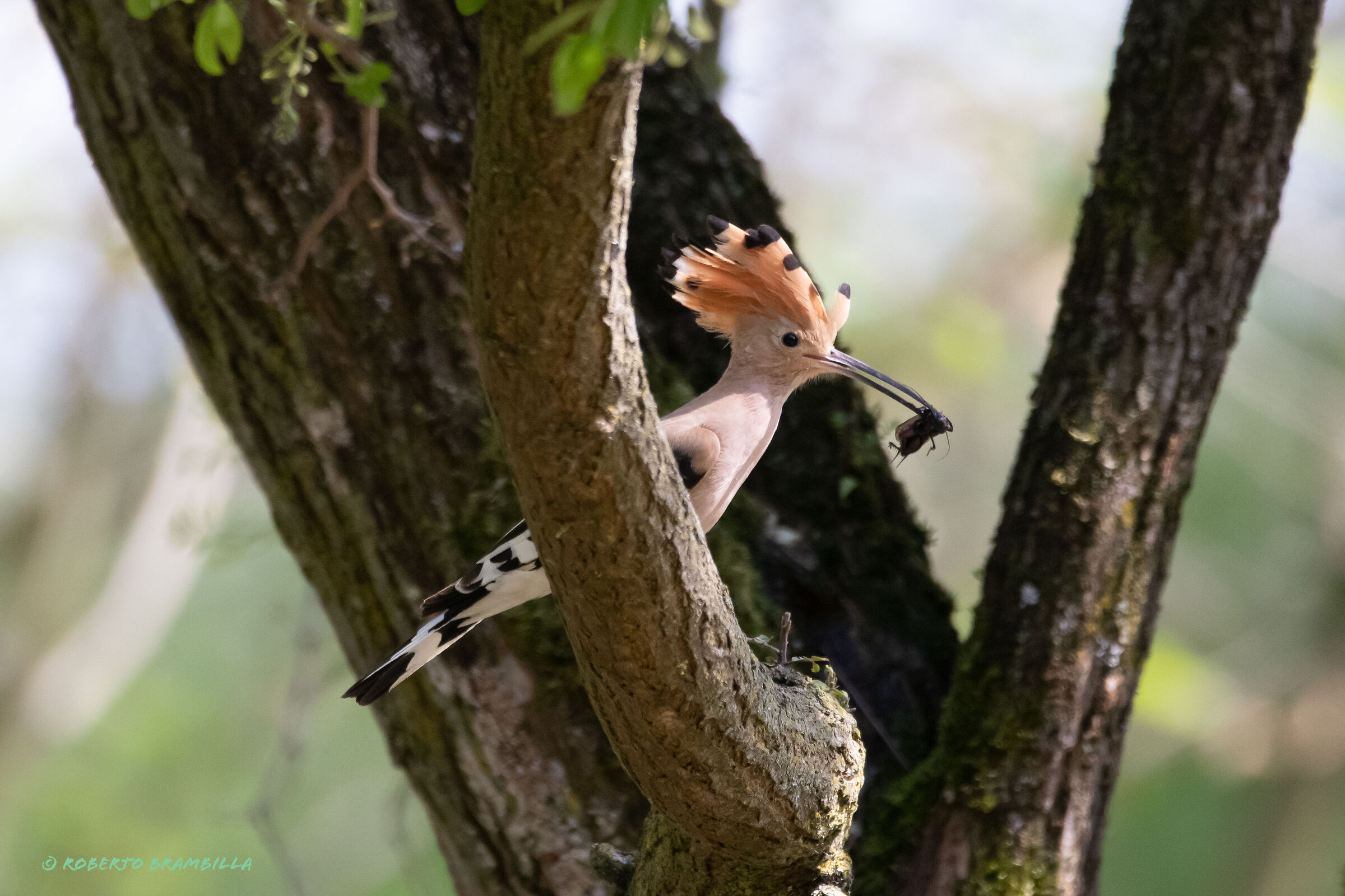 Hoopoe