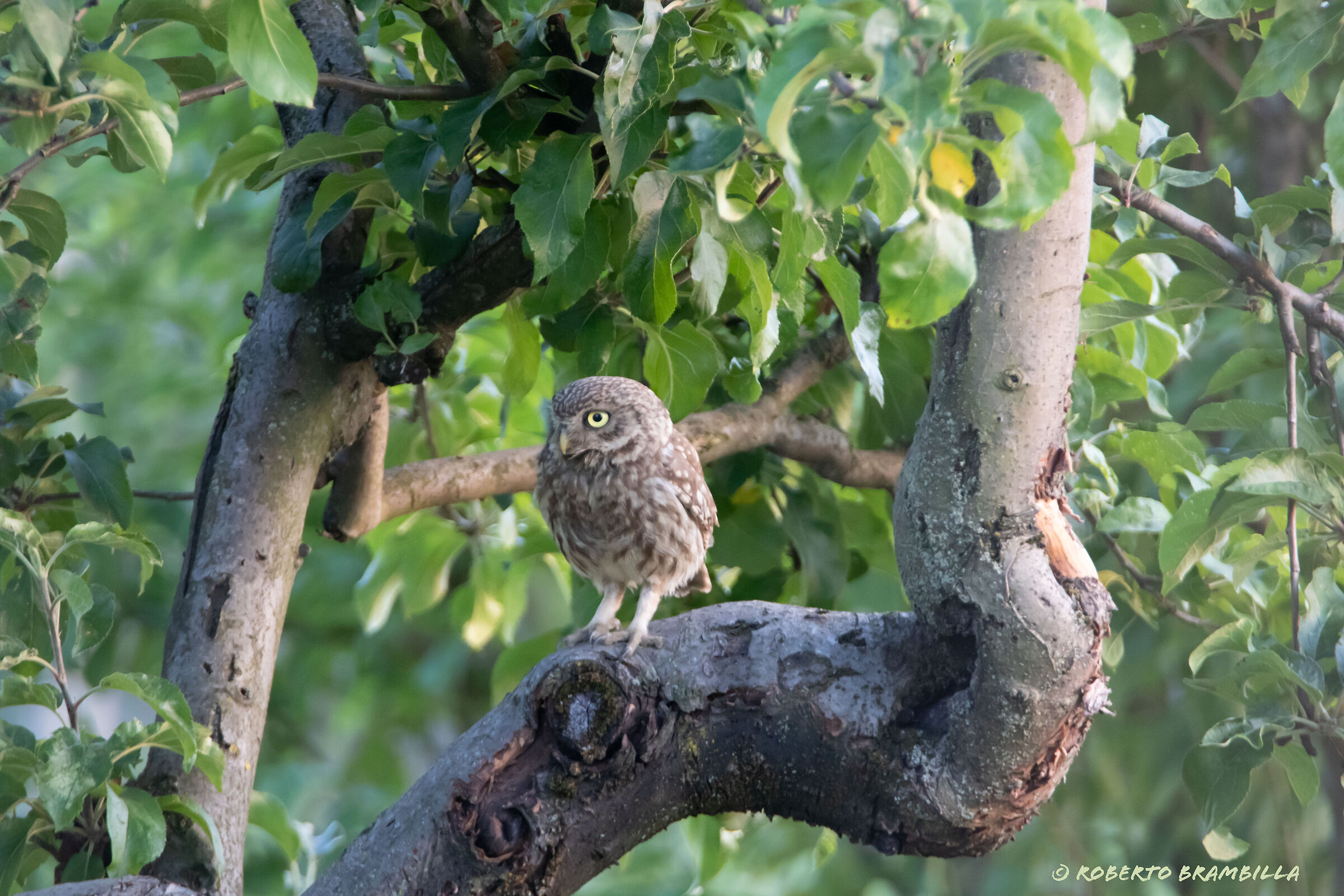 Owl