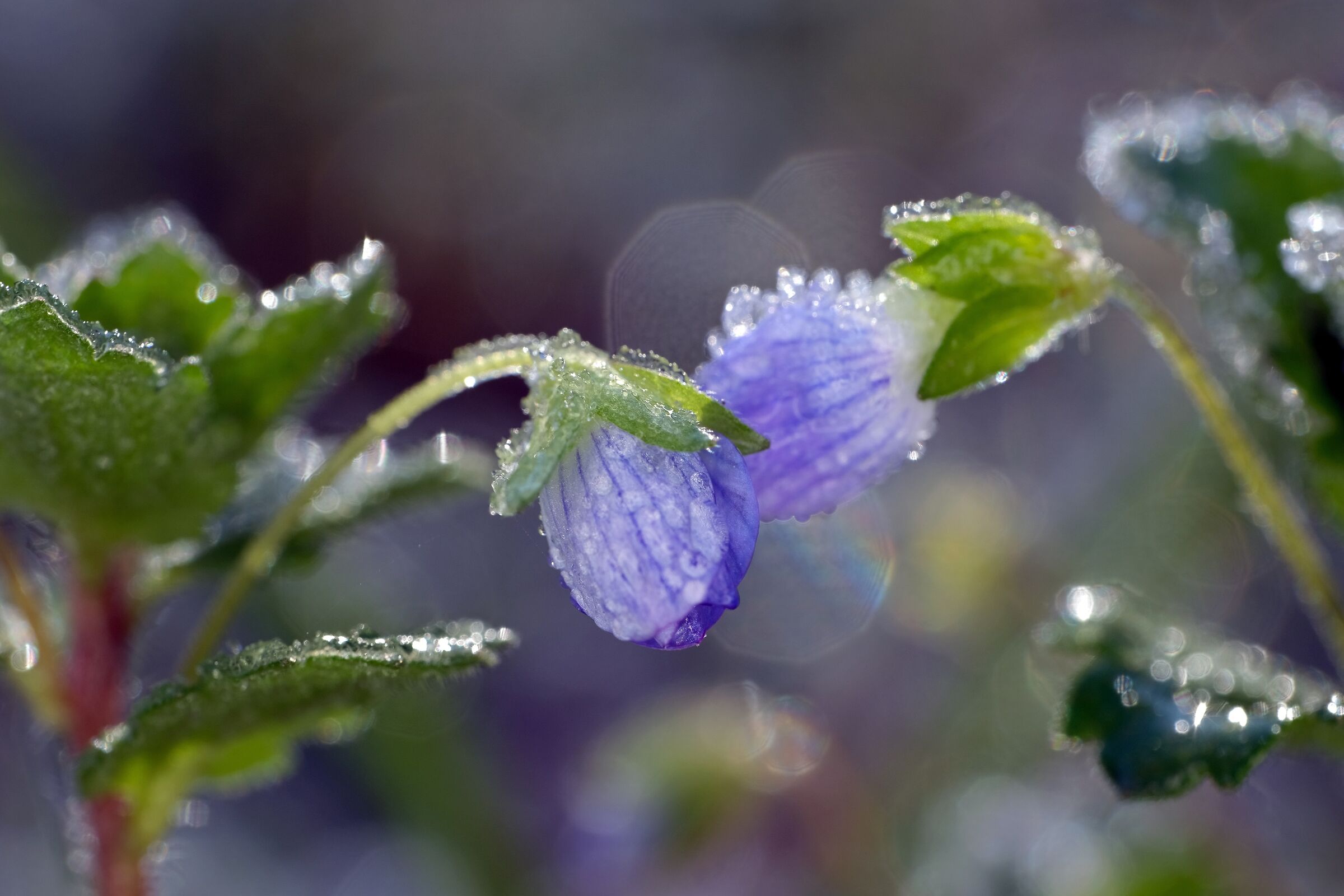 Waiting for Flora - 2