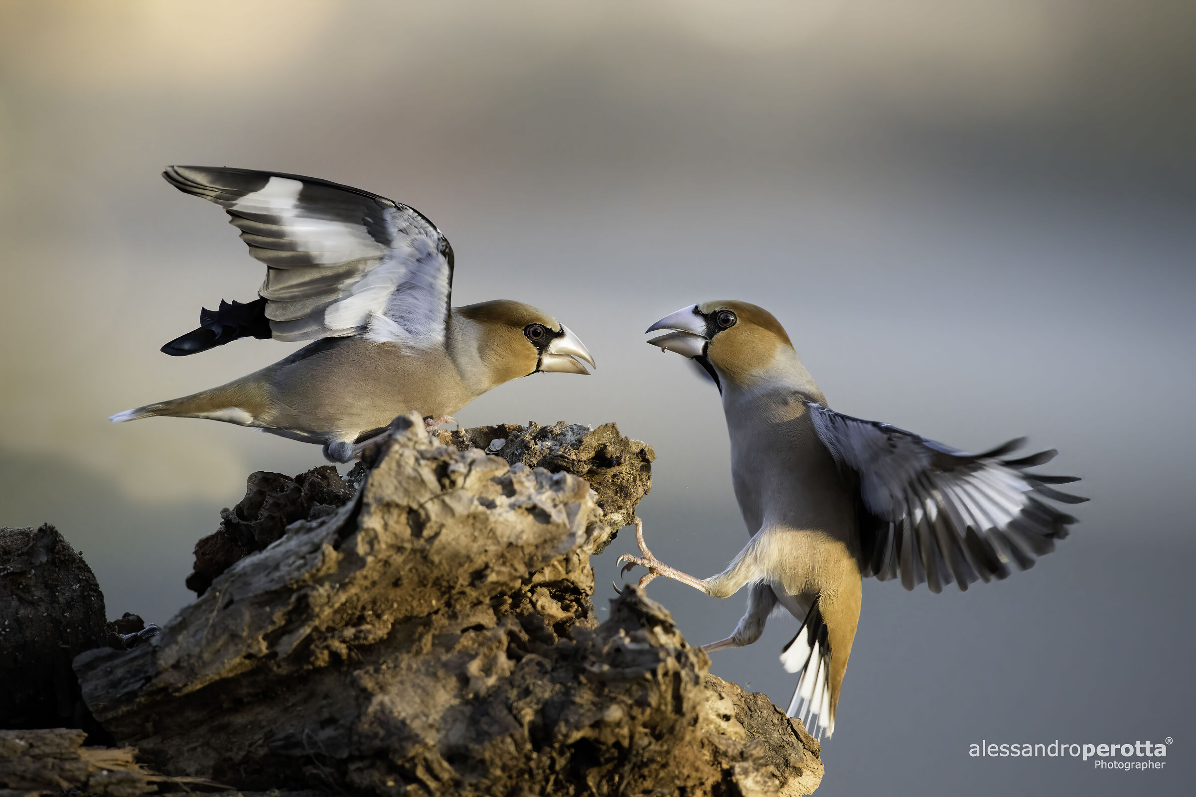 Coccothraustes coccothraustes