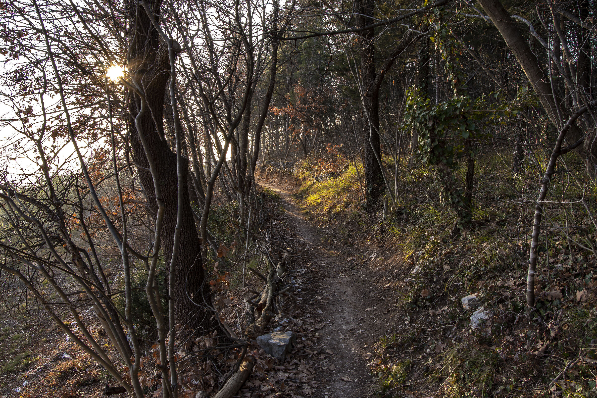 San Giorgio ingannapoltron: surroundings in the woods