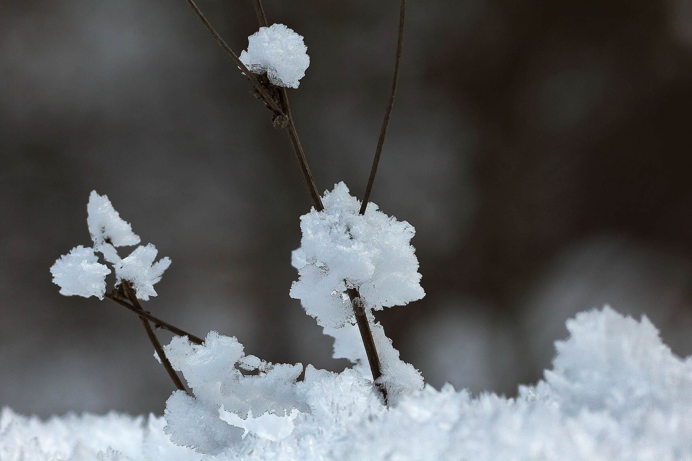 Ice Flowers