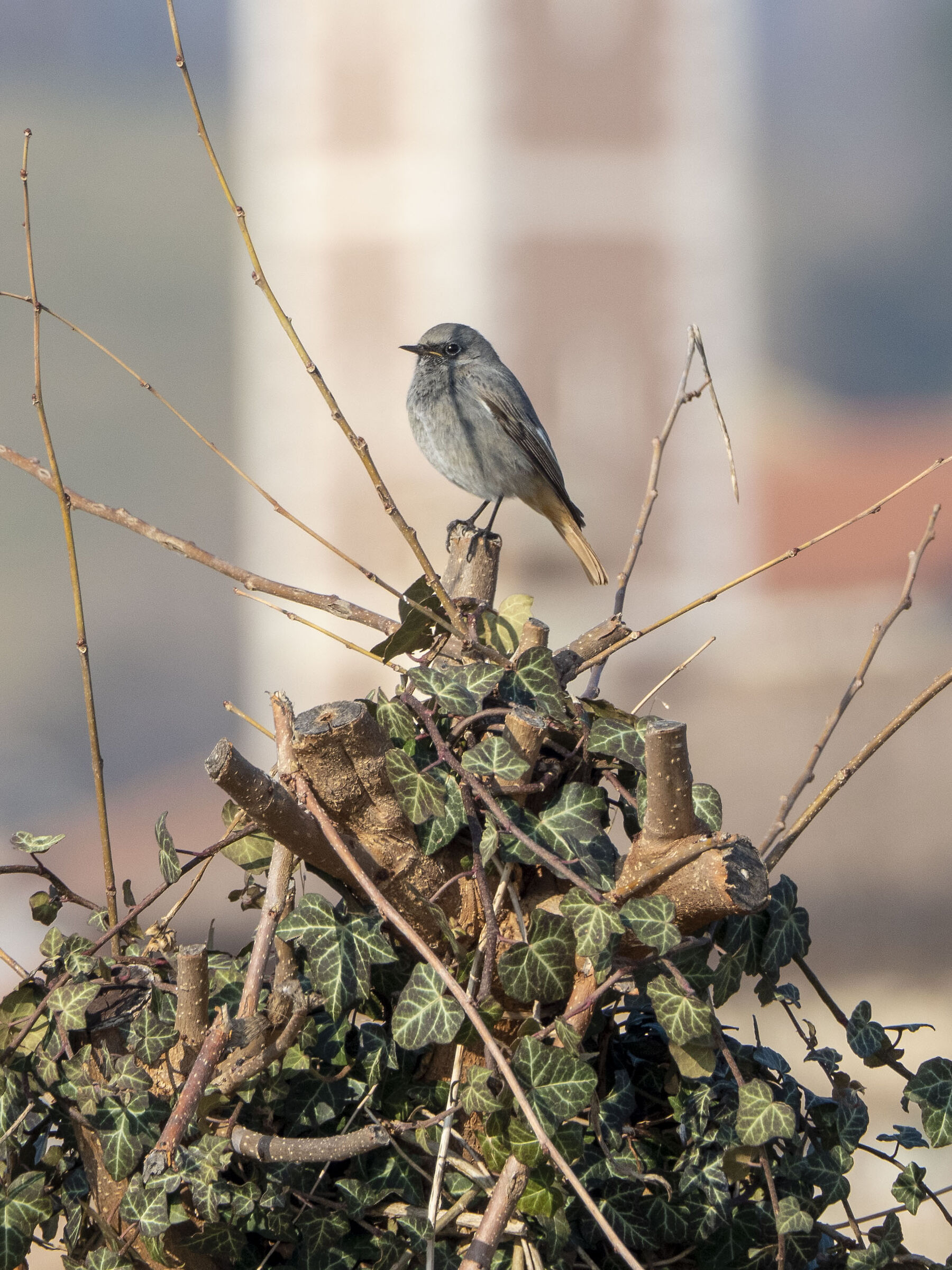 Redstart female chimney sweep