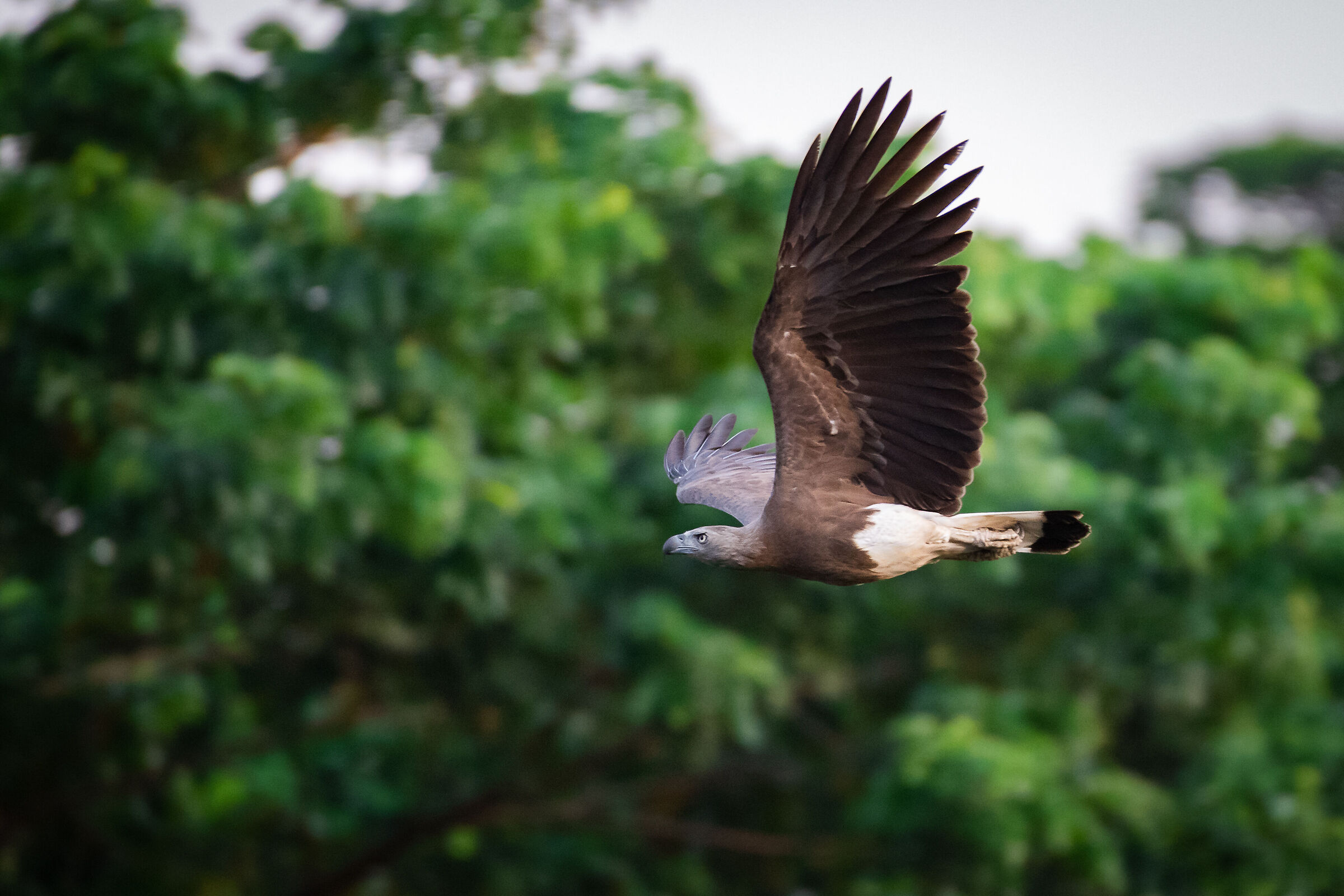 Aquila Pescatrice Testagrigia