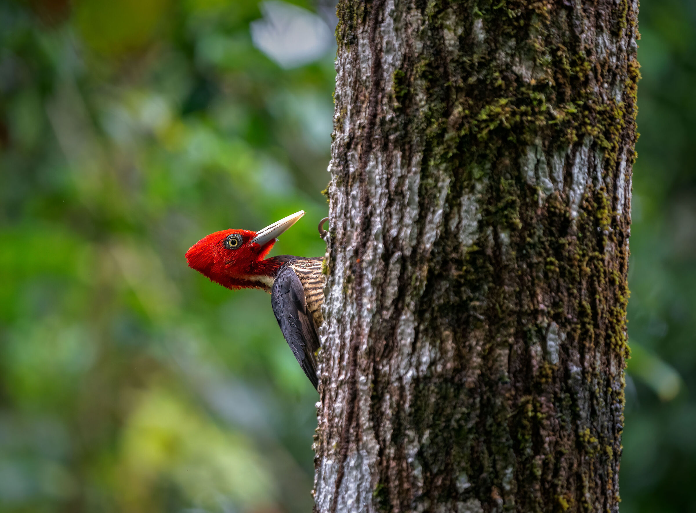 Pale-billed woodpecker
