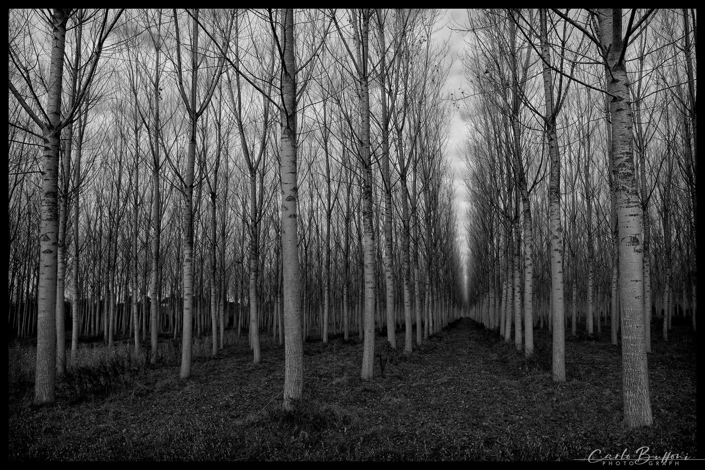 Nature in Black and White