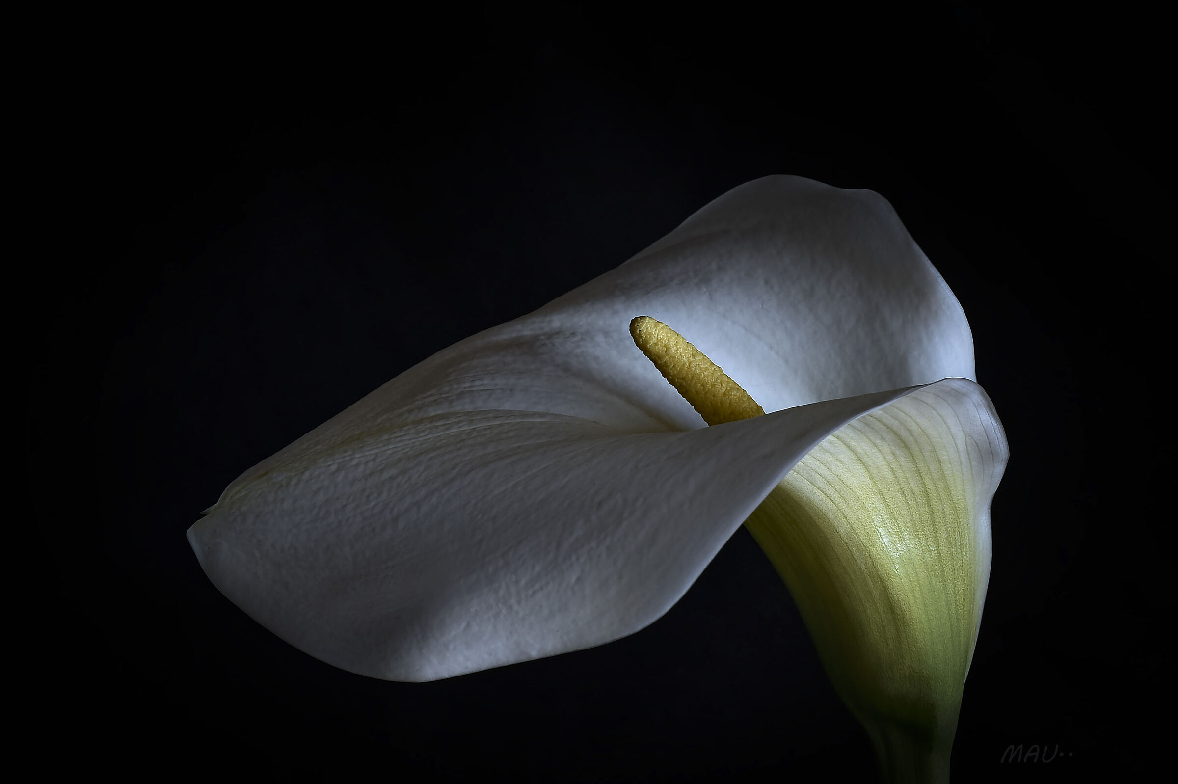 Calla