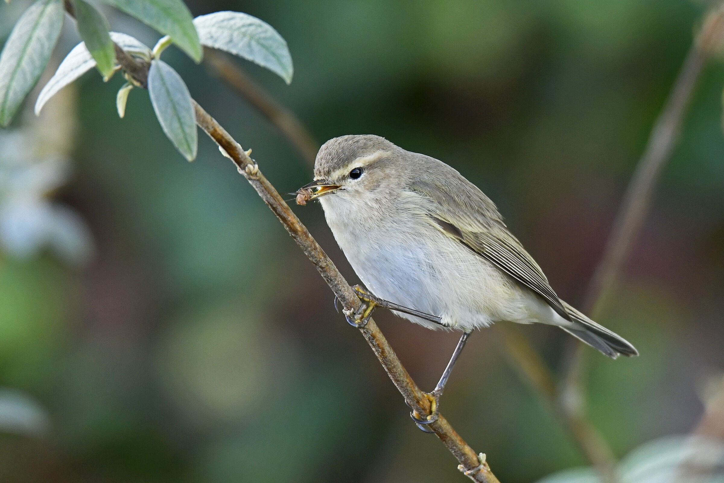 Luí piccolo siberiano (chiffchaff siberiano)