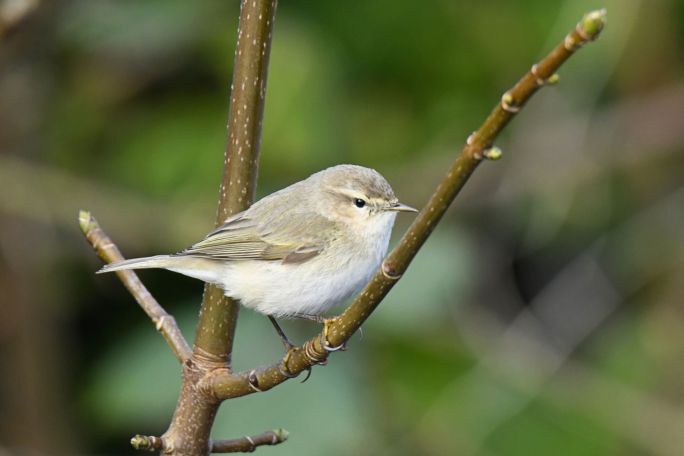 Luí piccolo siberiano (chiffchaff siberiano)