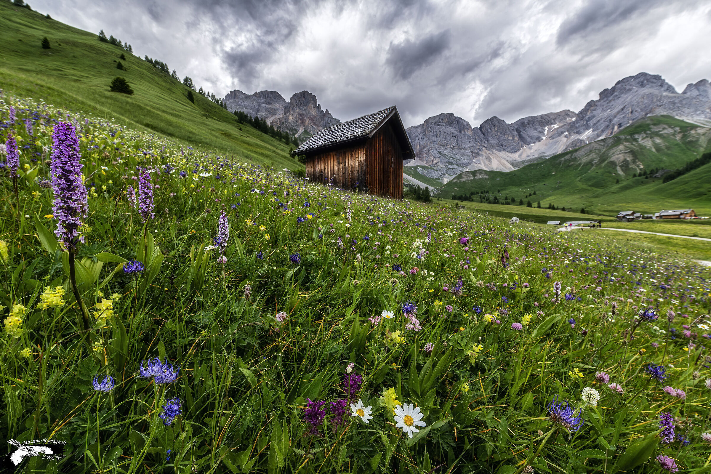 The flowering meadow