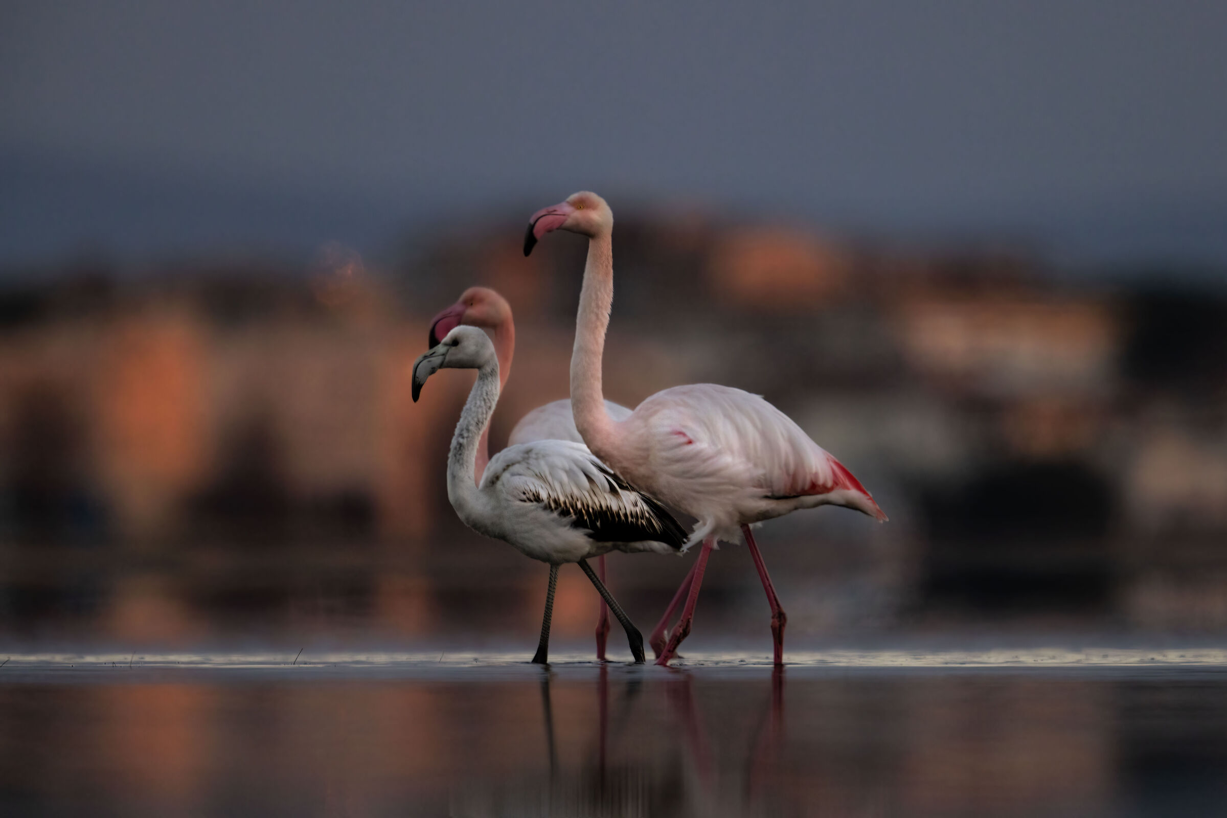 Fenicotteri rosa