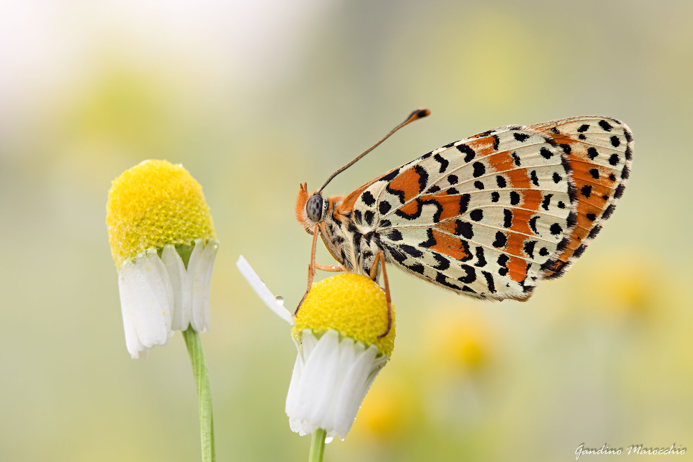 Melitaea Dydima