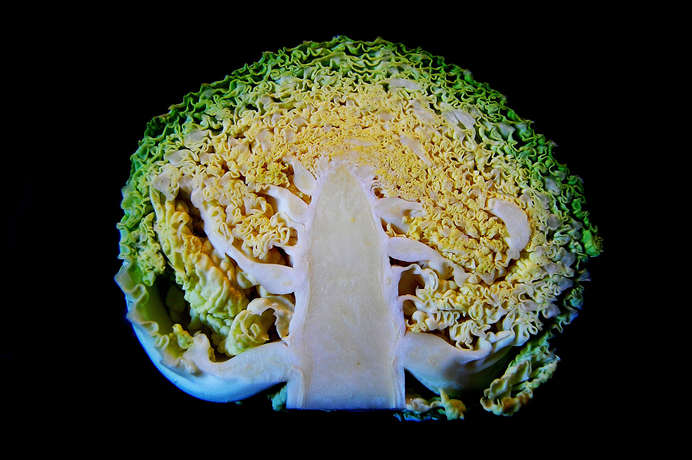 In the heart of the cabbage