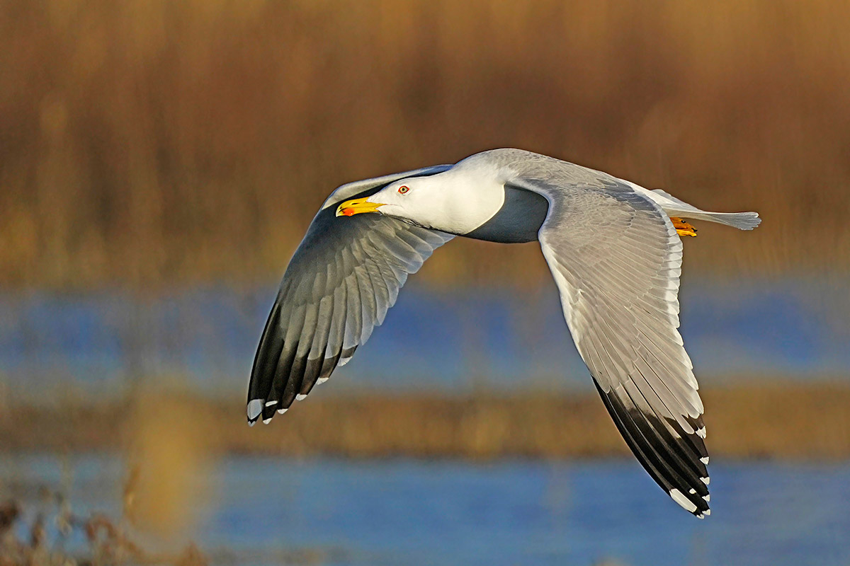 Gabbiano reale mediterraneo