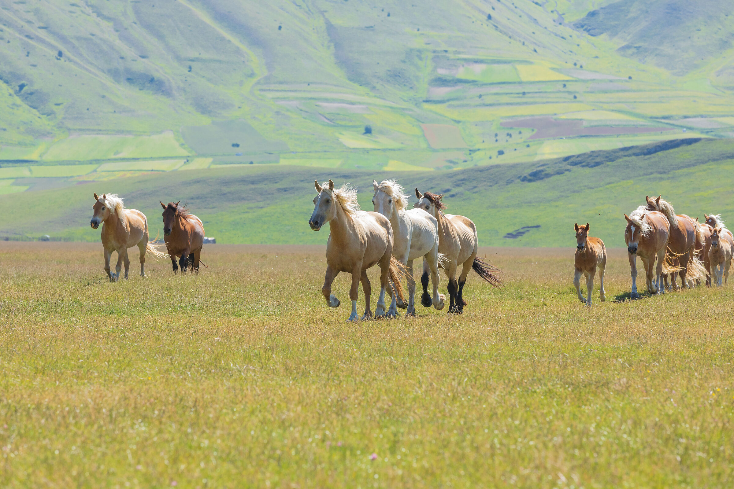 Castelluccio - Free