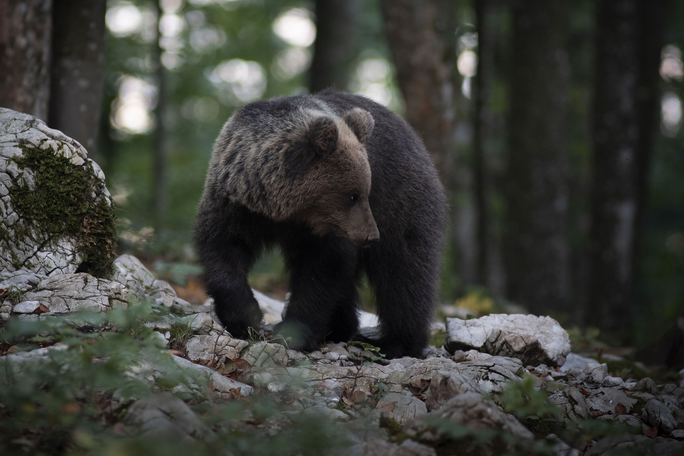 Bear