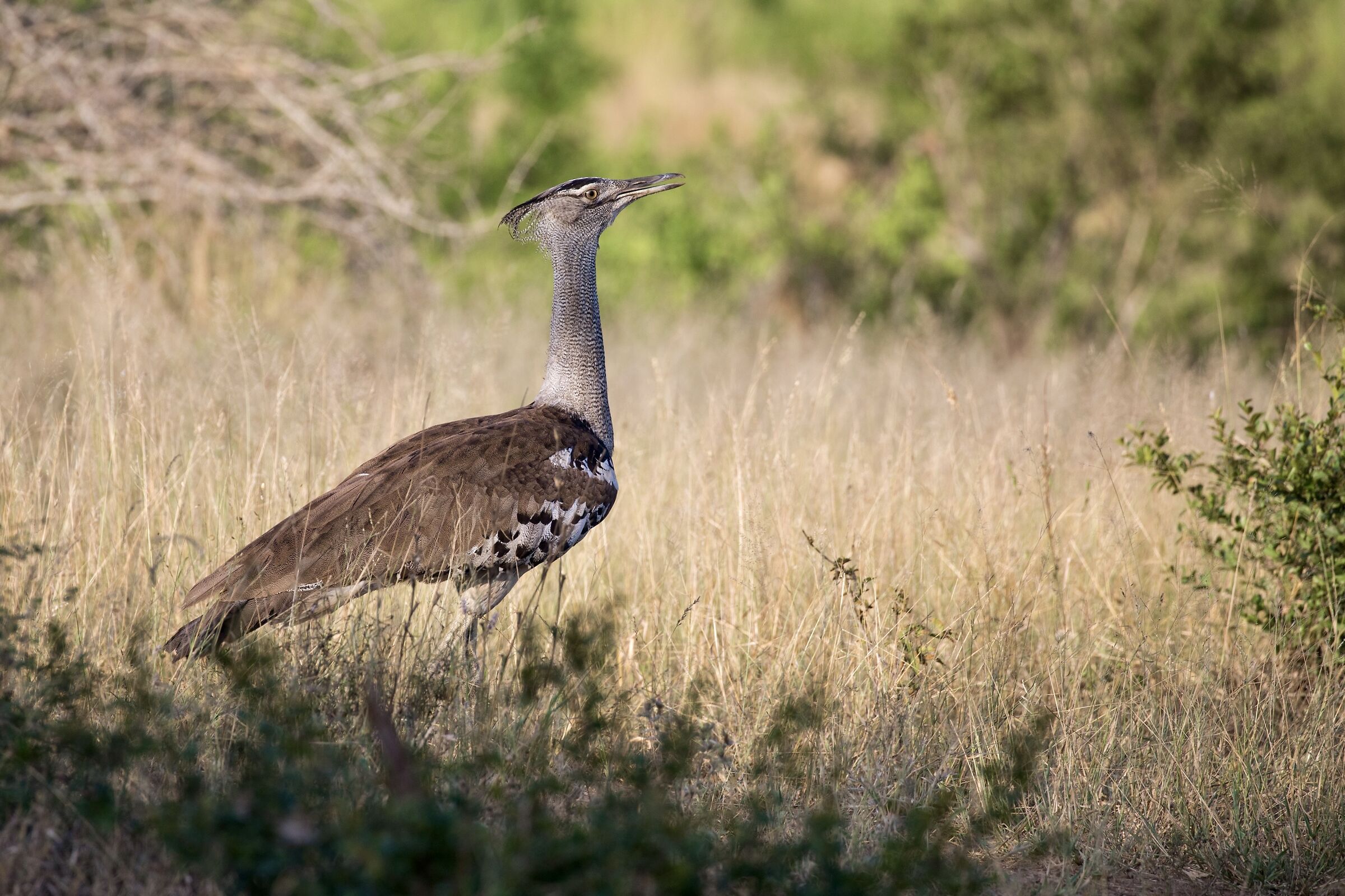 Kori bustard - Otarda di Kori