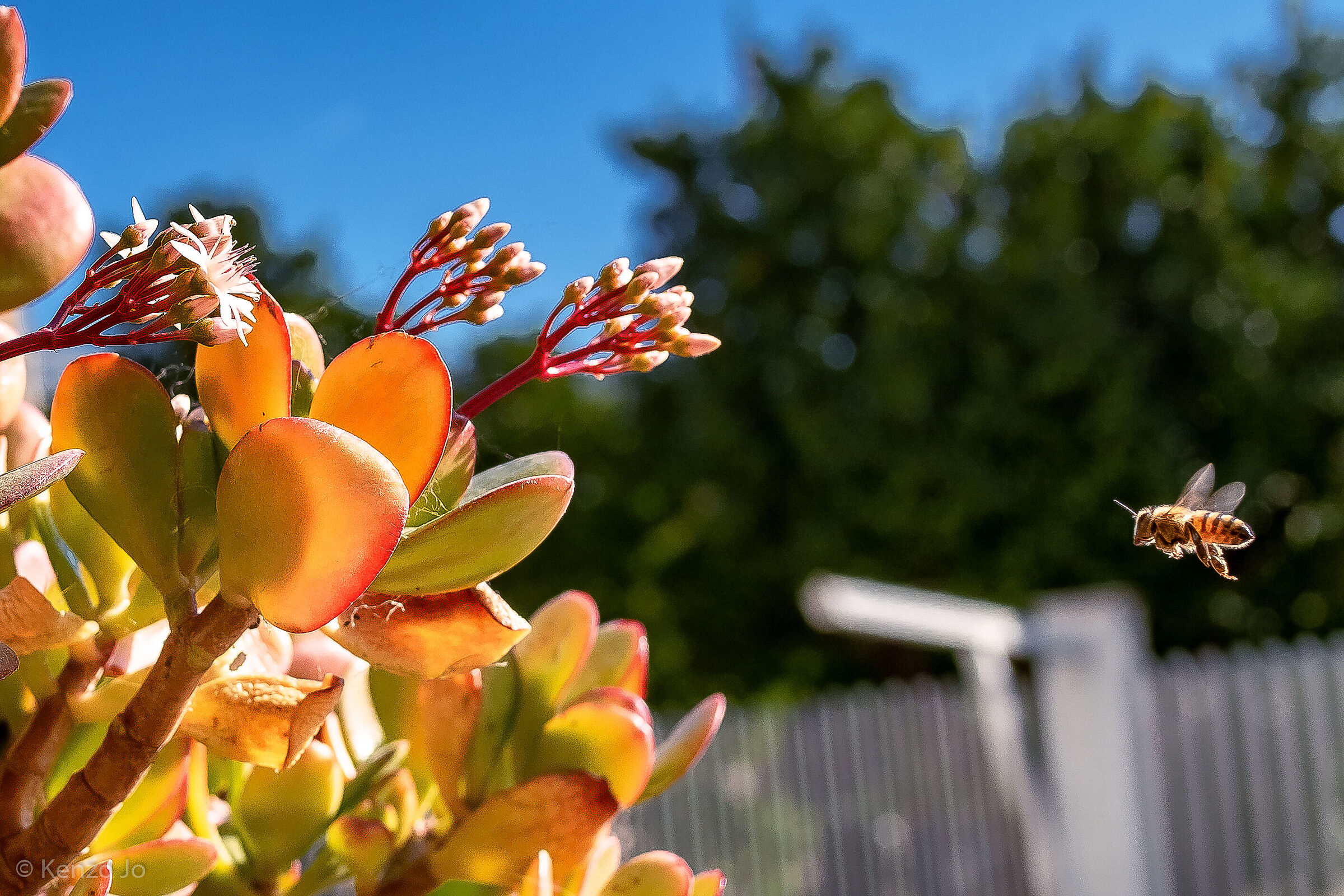 An unexpected traveler