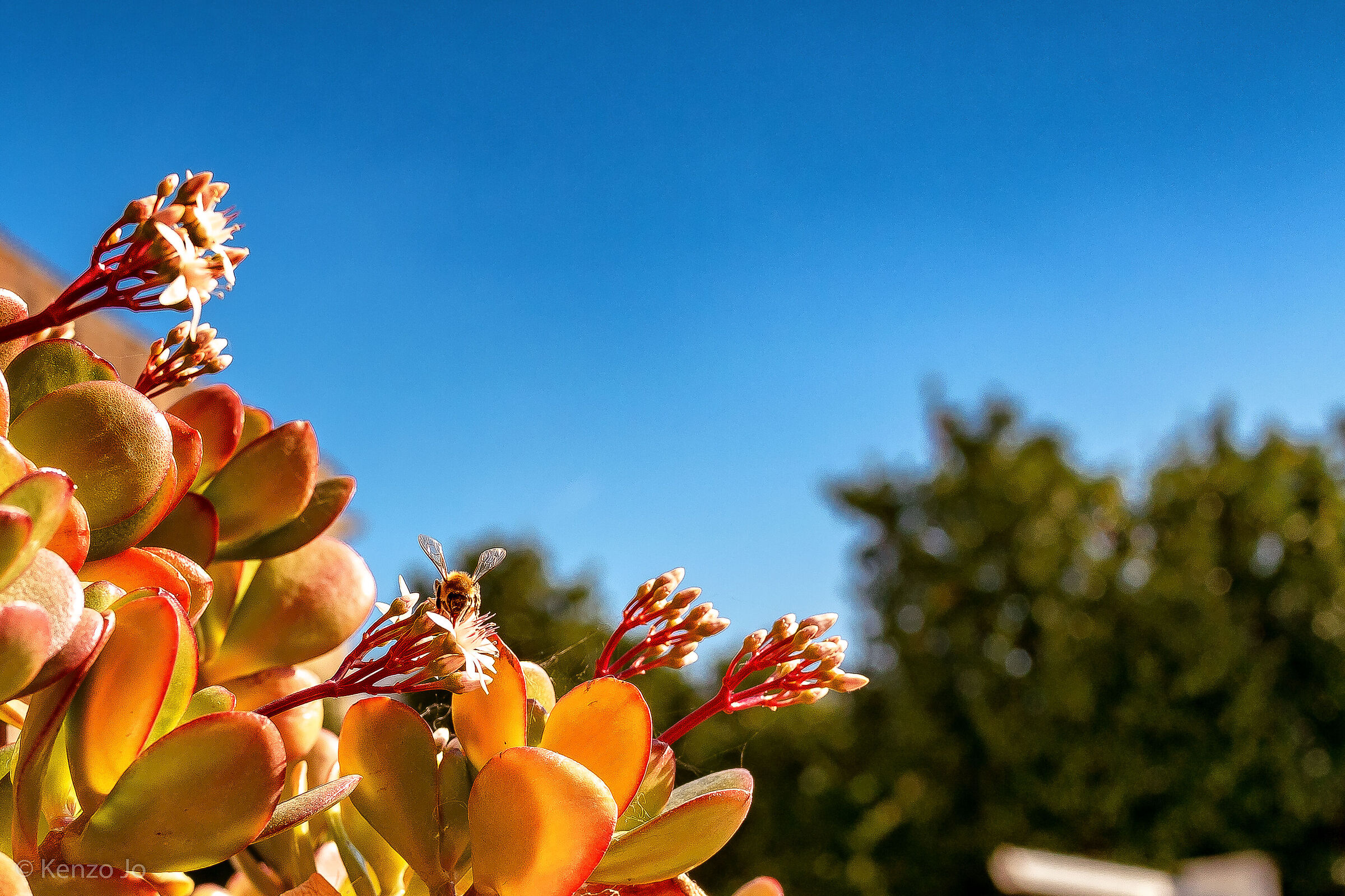 An unexpected traveler 2