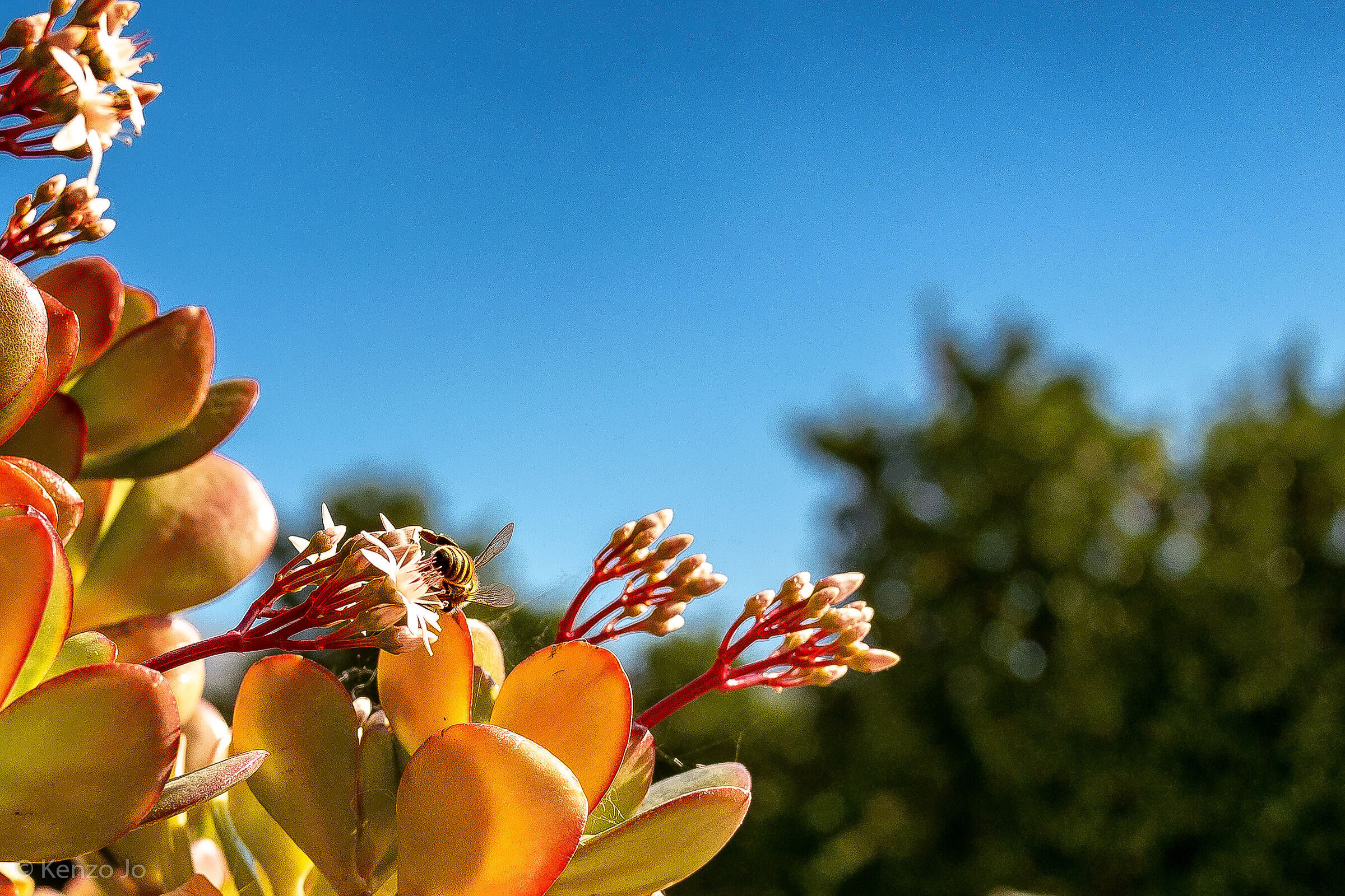 An unexpected traveler 3