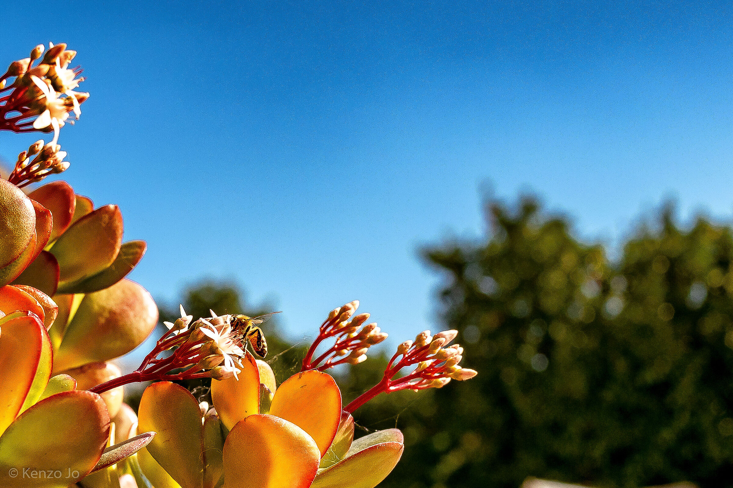 An unexpected traveler 4