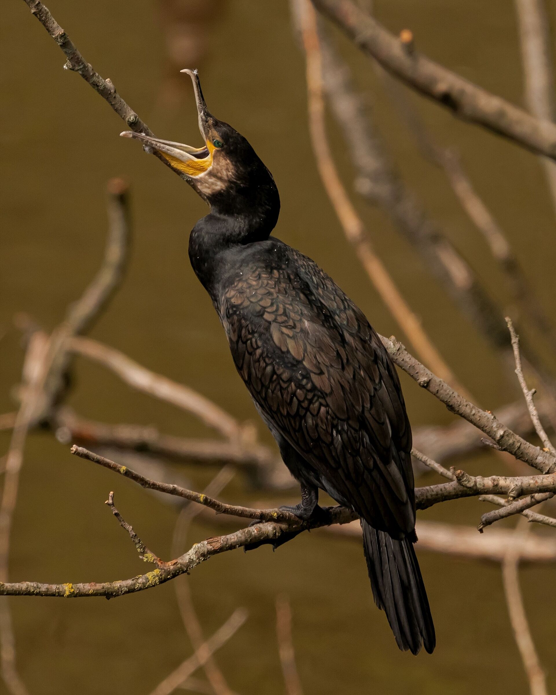 Male cormorant parked Oasi Baggero (co) 5/08/2021