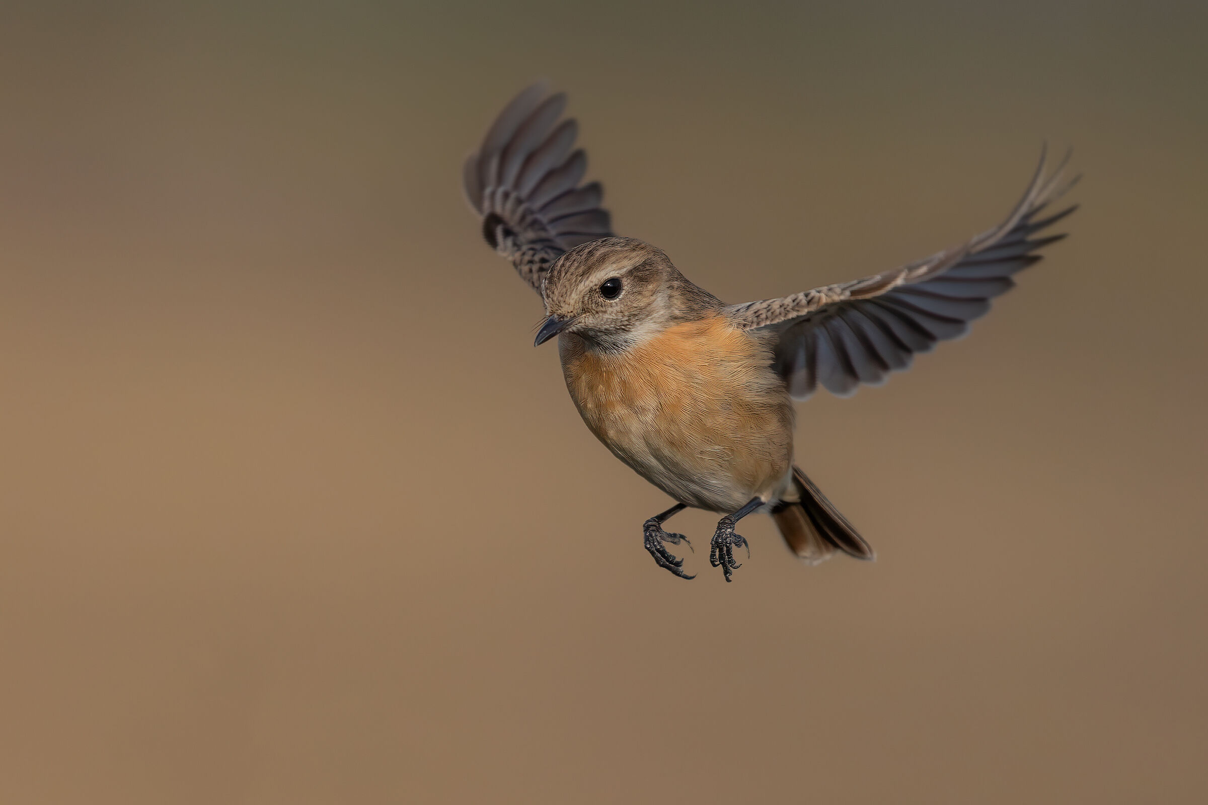 Saltimpalo (f) in volo
