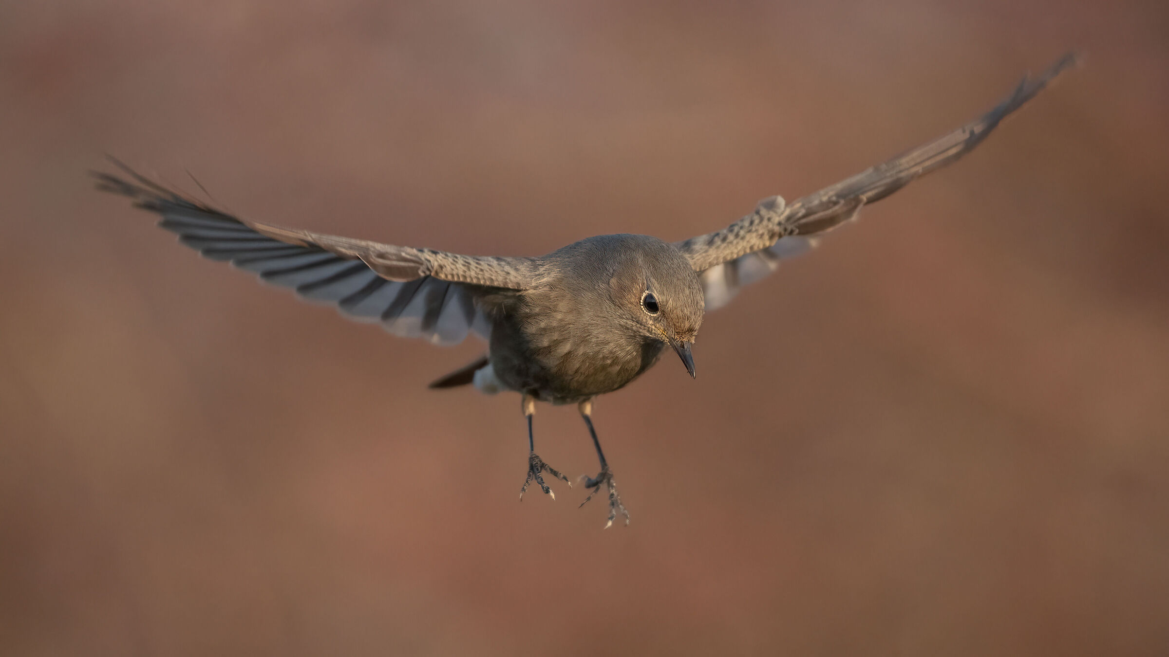 Volo al tramonto