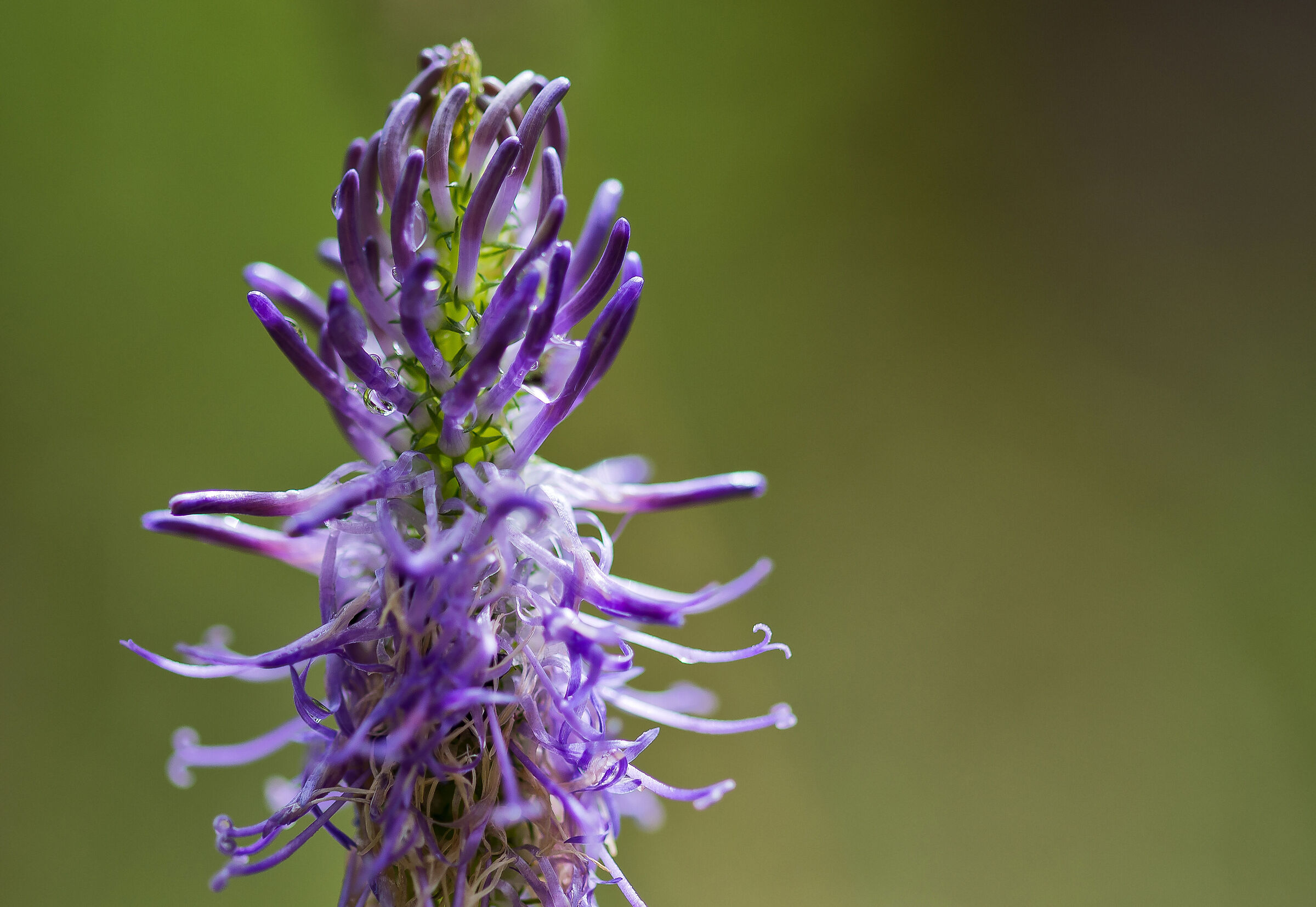 Flowers of the Apuan Alps