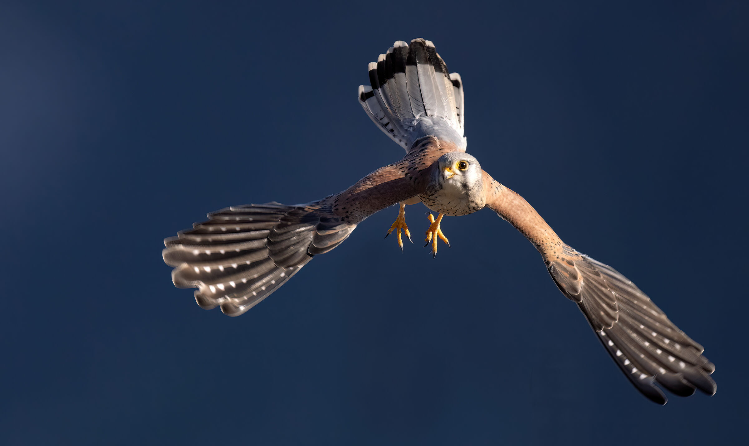 Male kestrel in flight