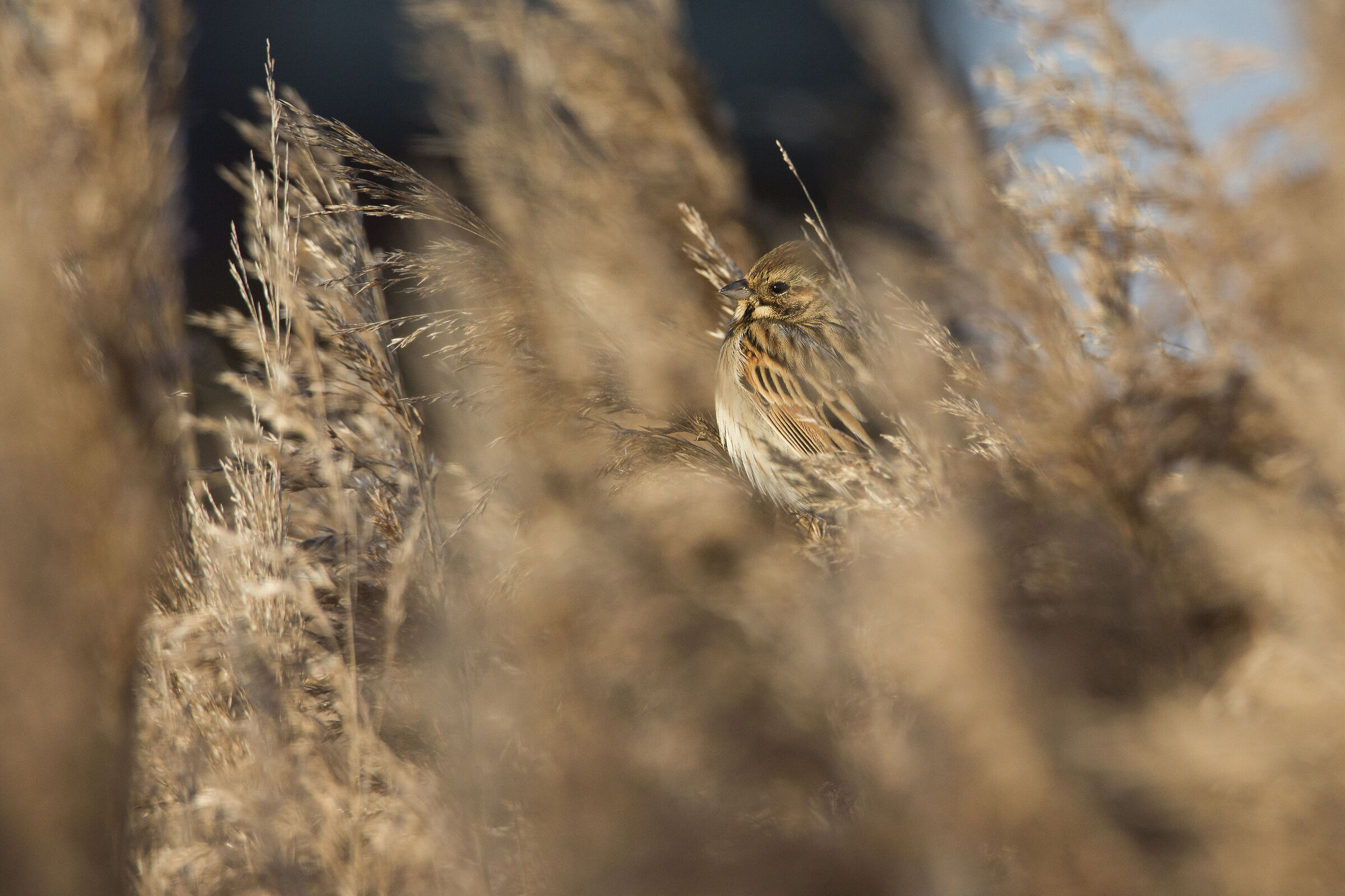 Migliarino di Palude