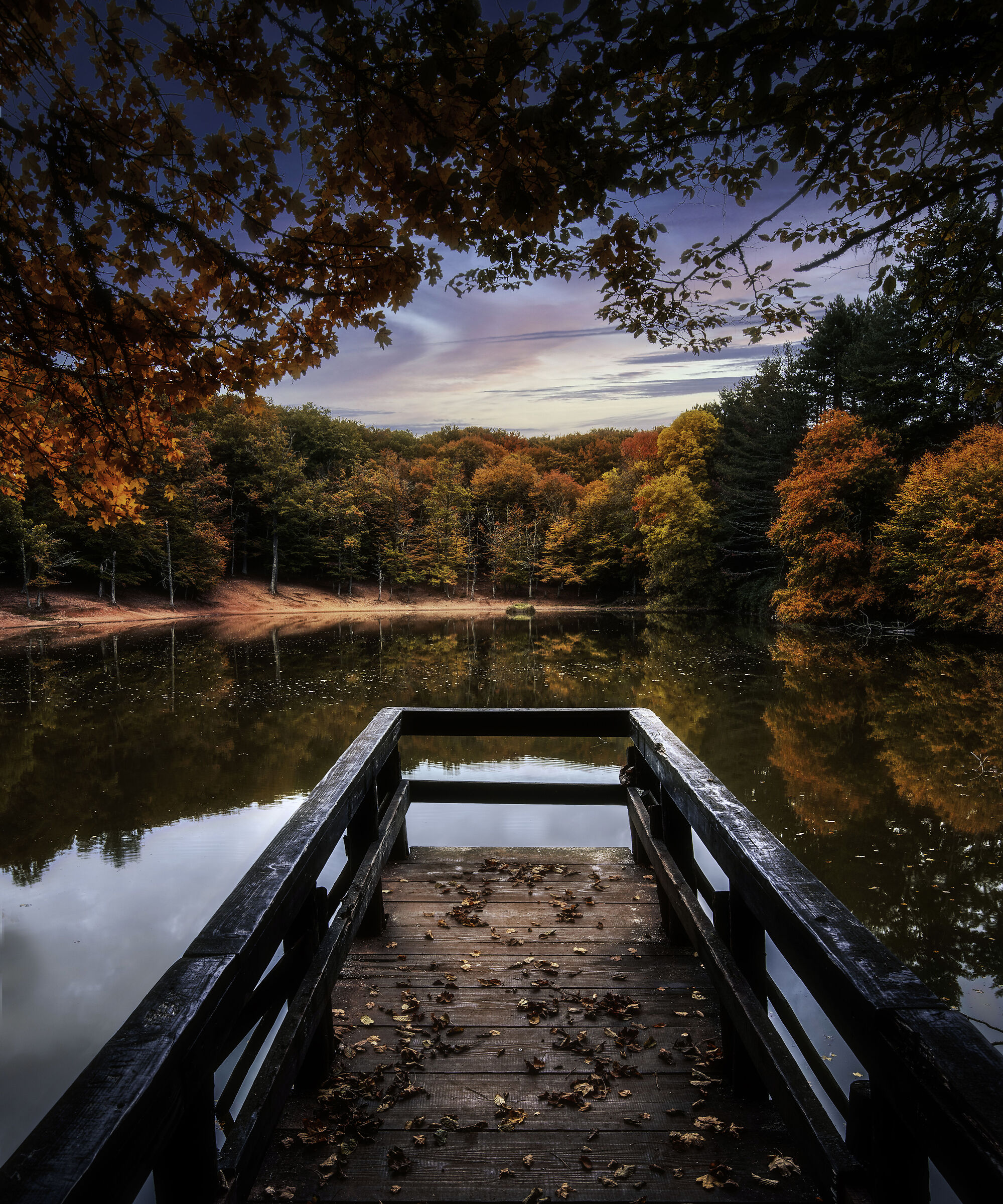 In the heart of the Umbra forest