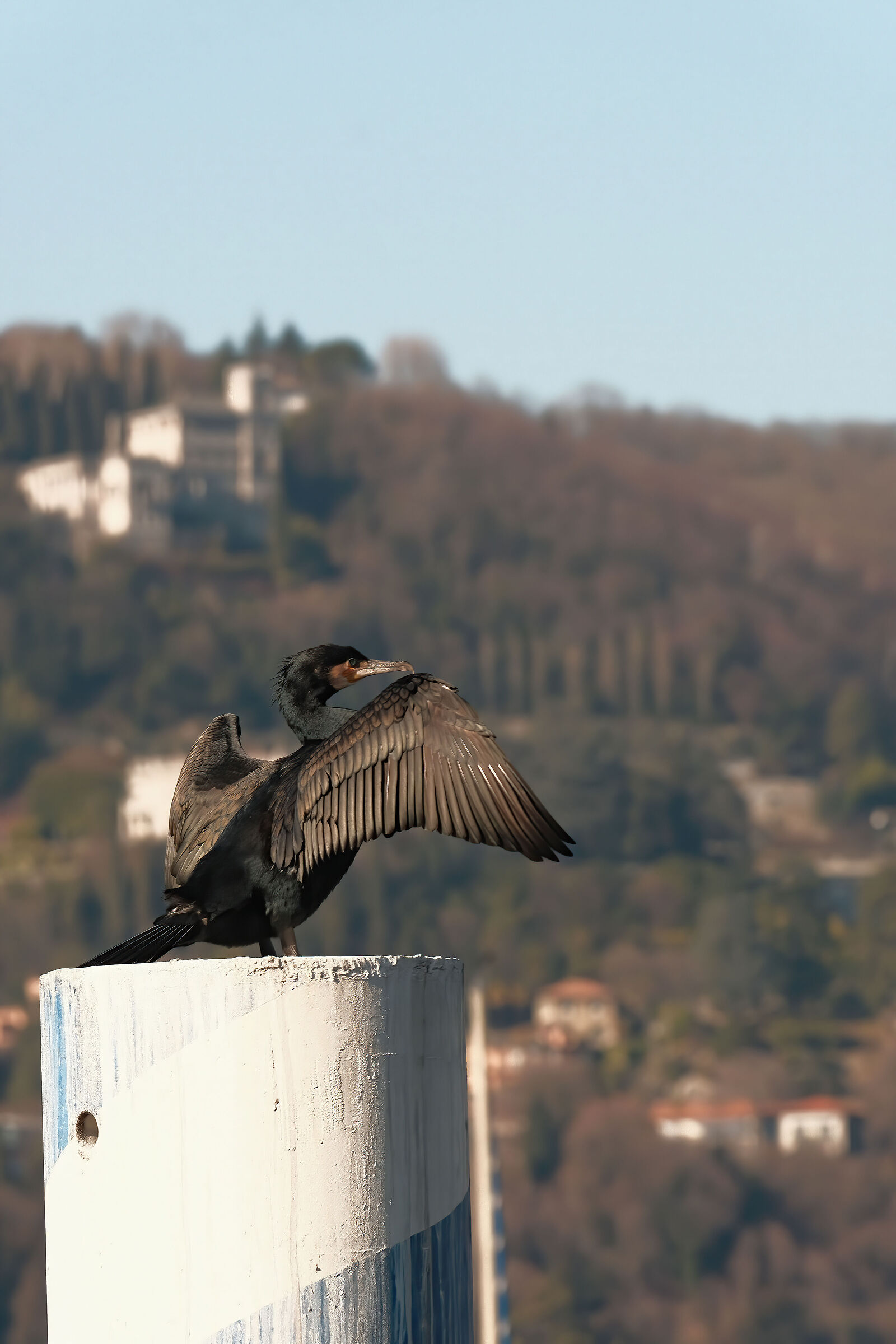Cormorano
