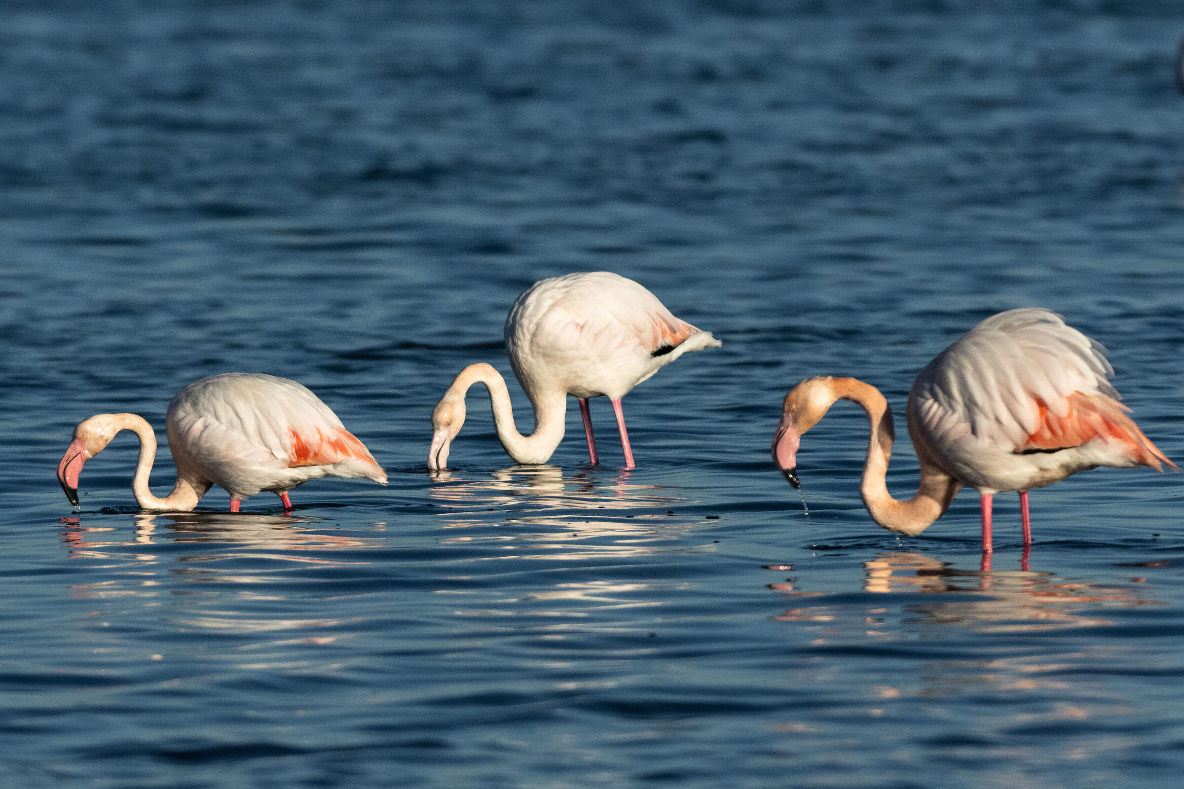 Tests z9 Nikon in Orbetello