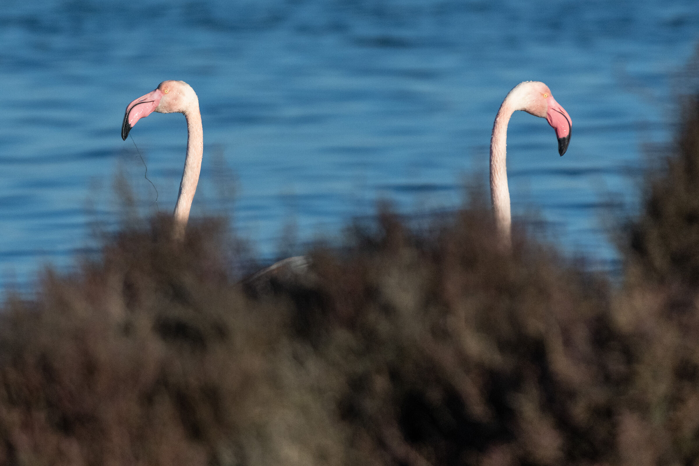 Prove Z9 Nikon in Orbetello