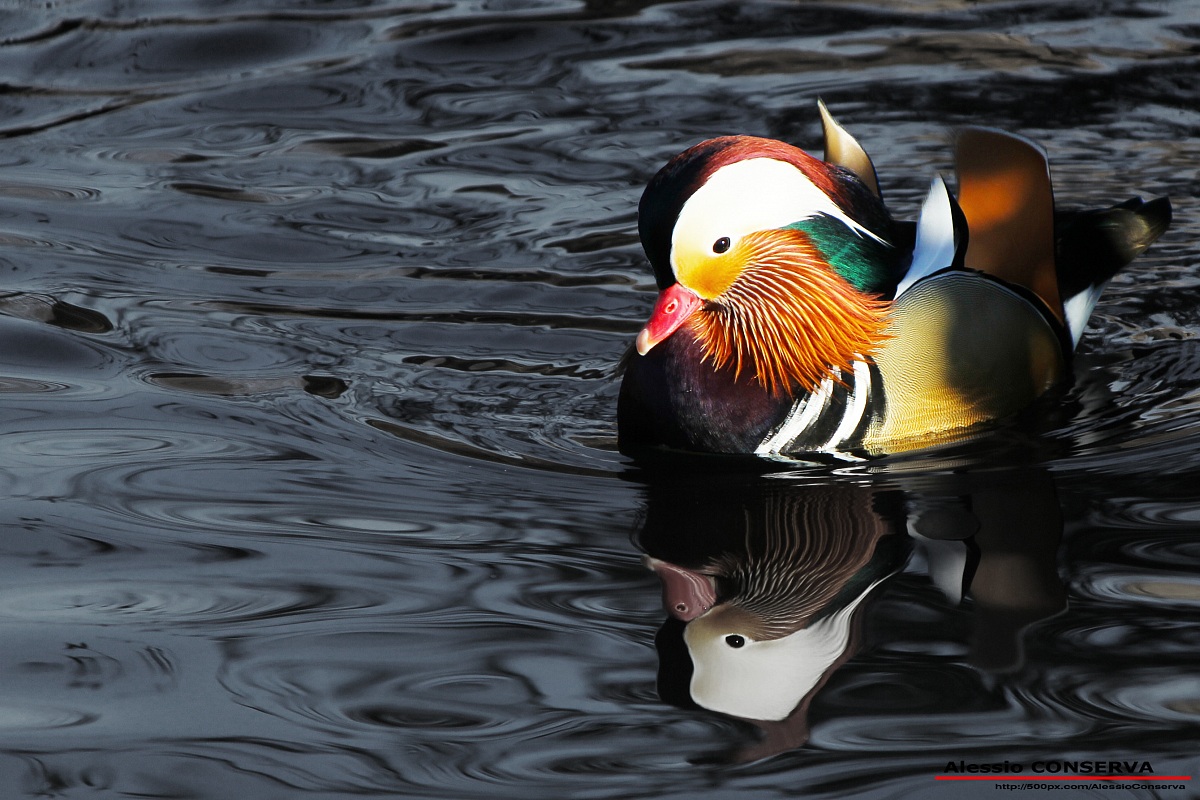 Mandarin Duck