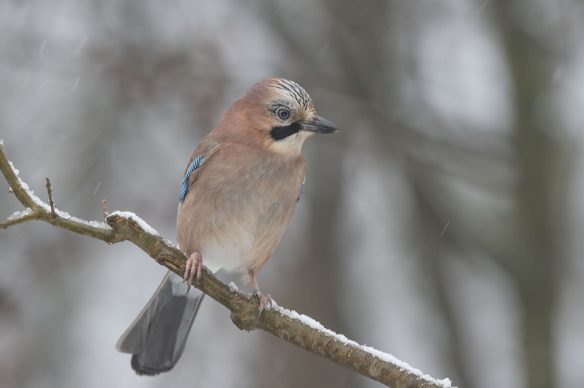 Jay (Garrulus glandarius)